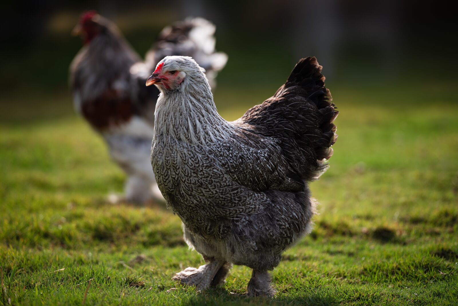 Nikon D810 sample photo. Chicken, rooster, brahma photography