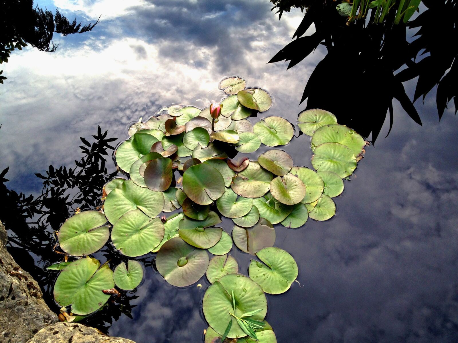 Apple iPhone 4S sample photo. Lilly, water, botanical photography