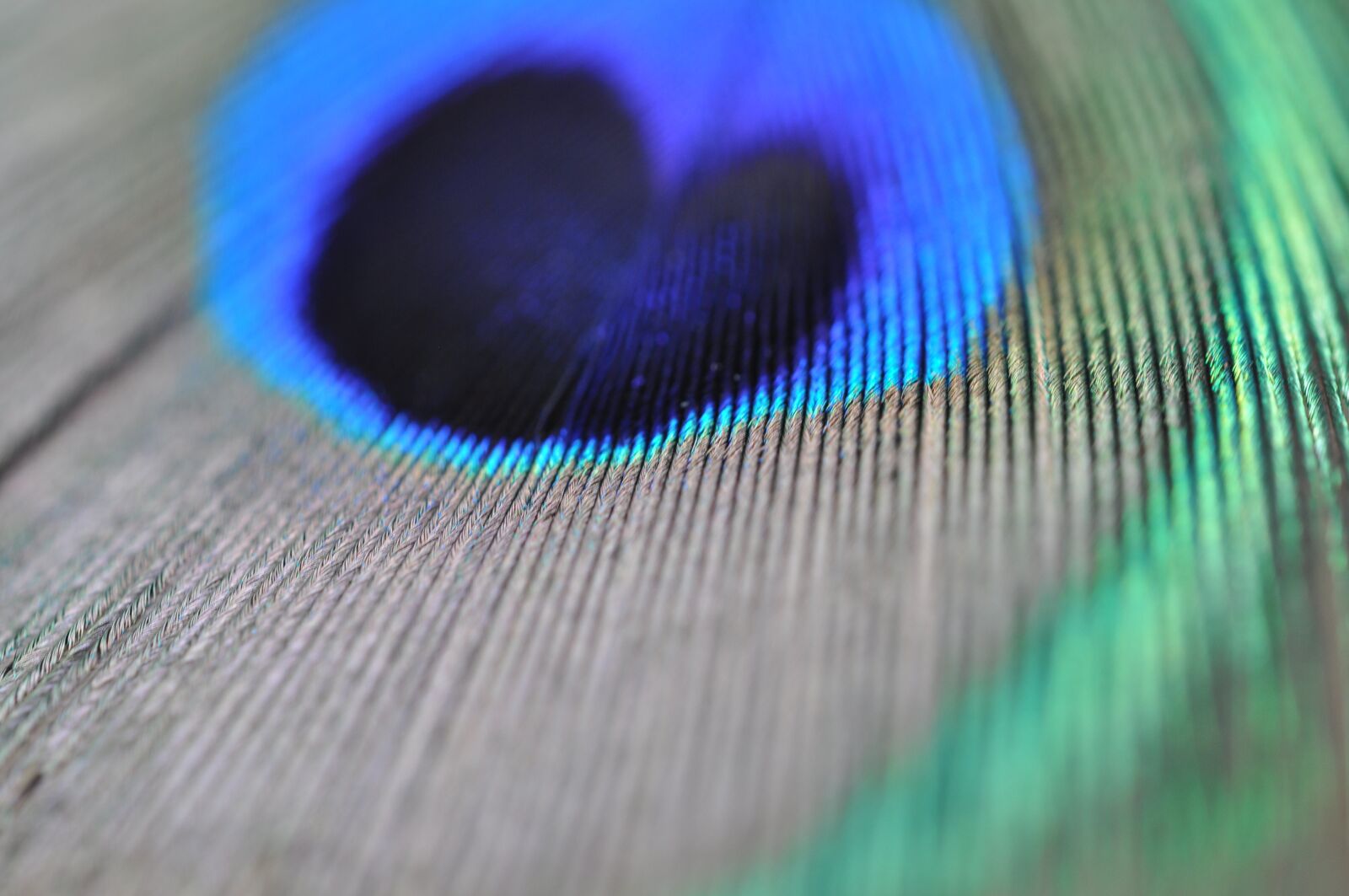 Nikon D5000 sample photo. Peacock feather, macro, structure photography