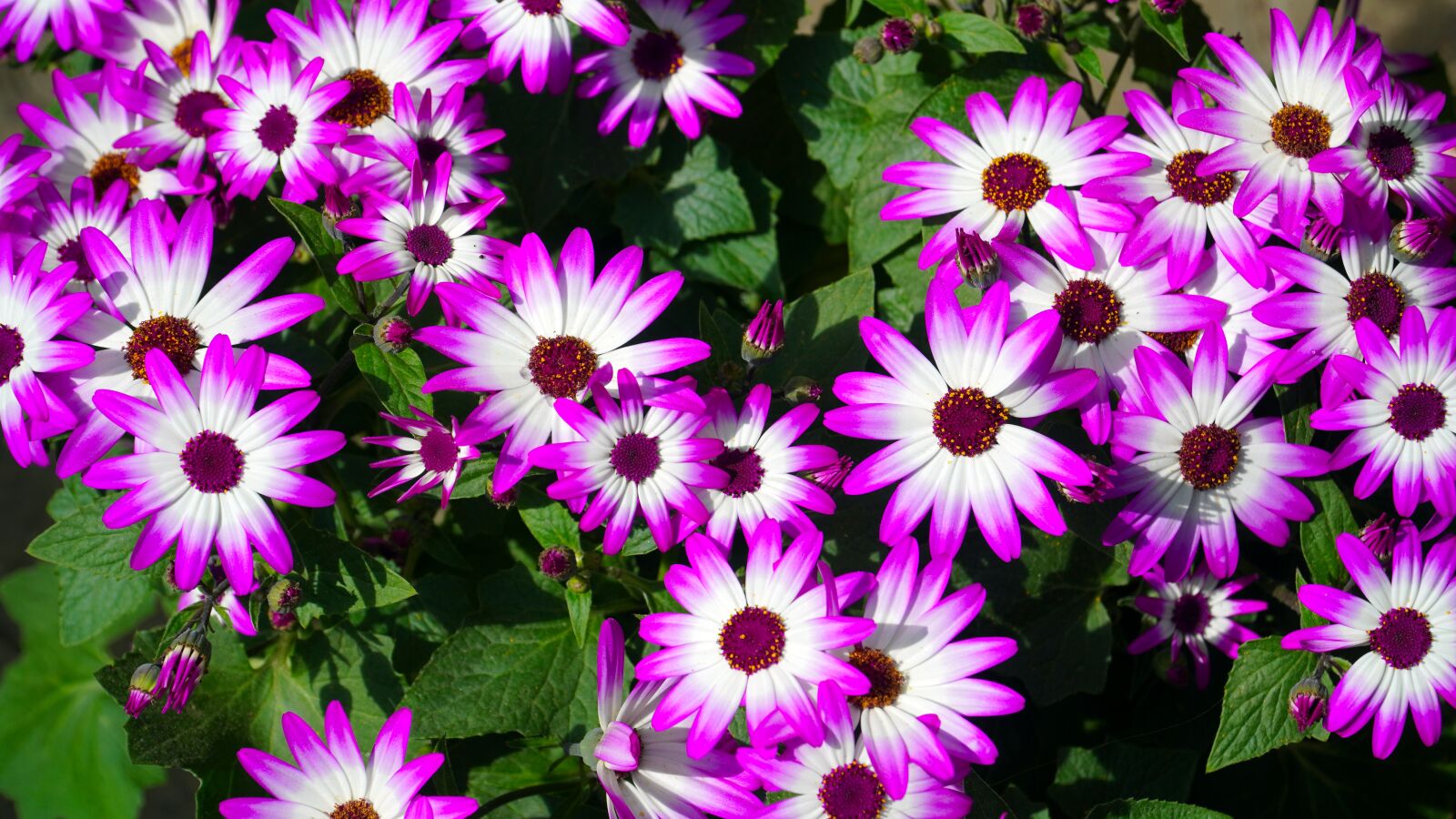 Sony E PZ 18-105mm F4 G OSS sample photo. Flowers, blossom, bloom photography