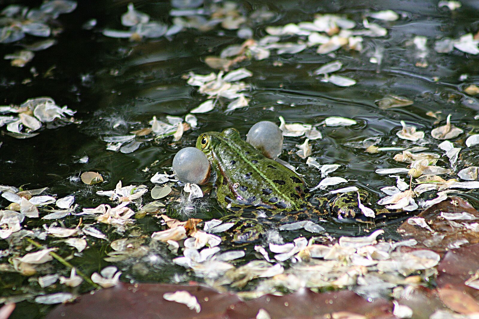 Canon EOS 400D (EOS Digital Rebel XTi / EOS Kiss Digital X) sample photo. Frog, pond, amphibian photography