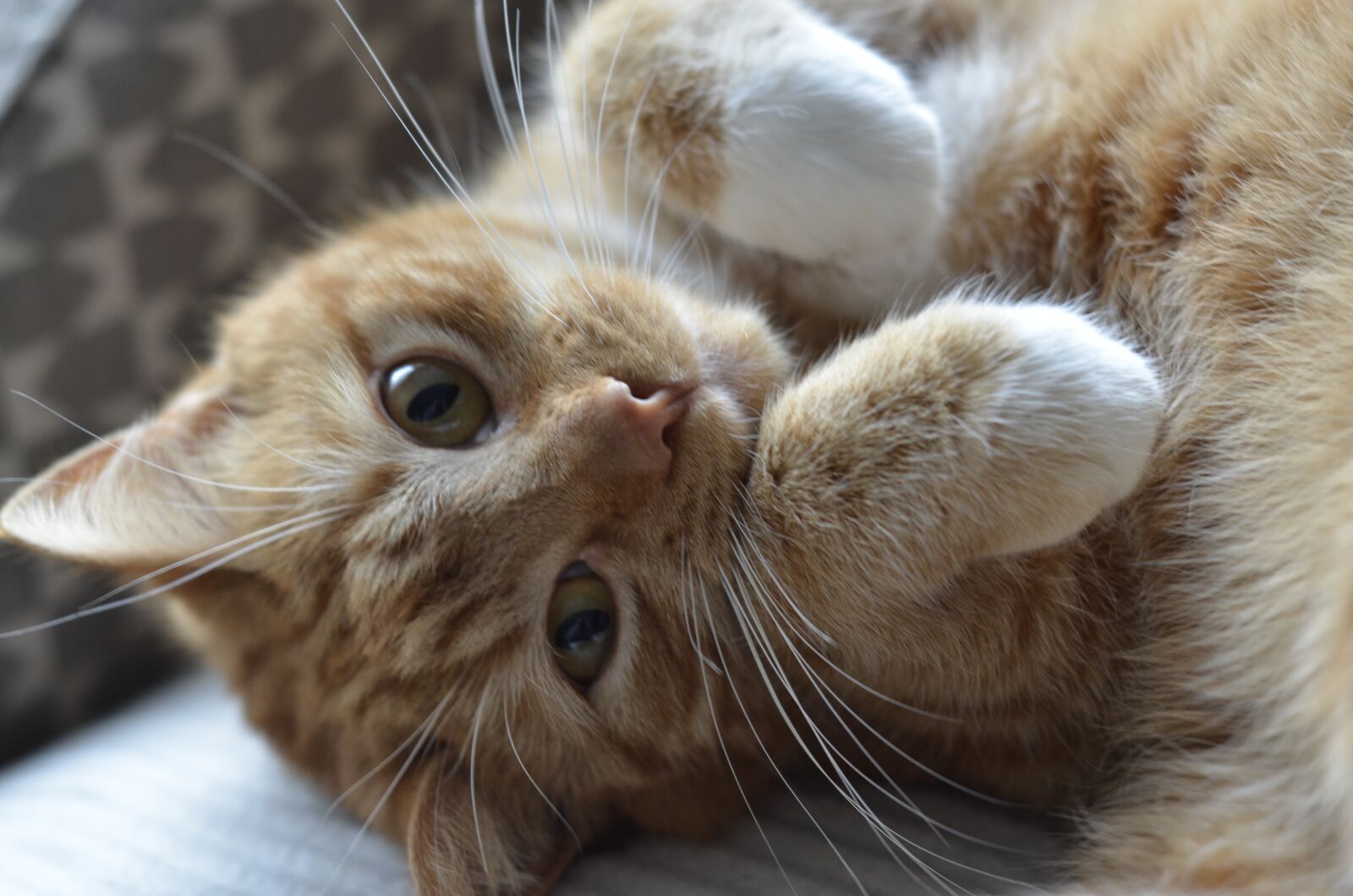 Nikon D7000 sample photo. Cat, animals, head photography