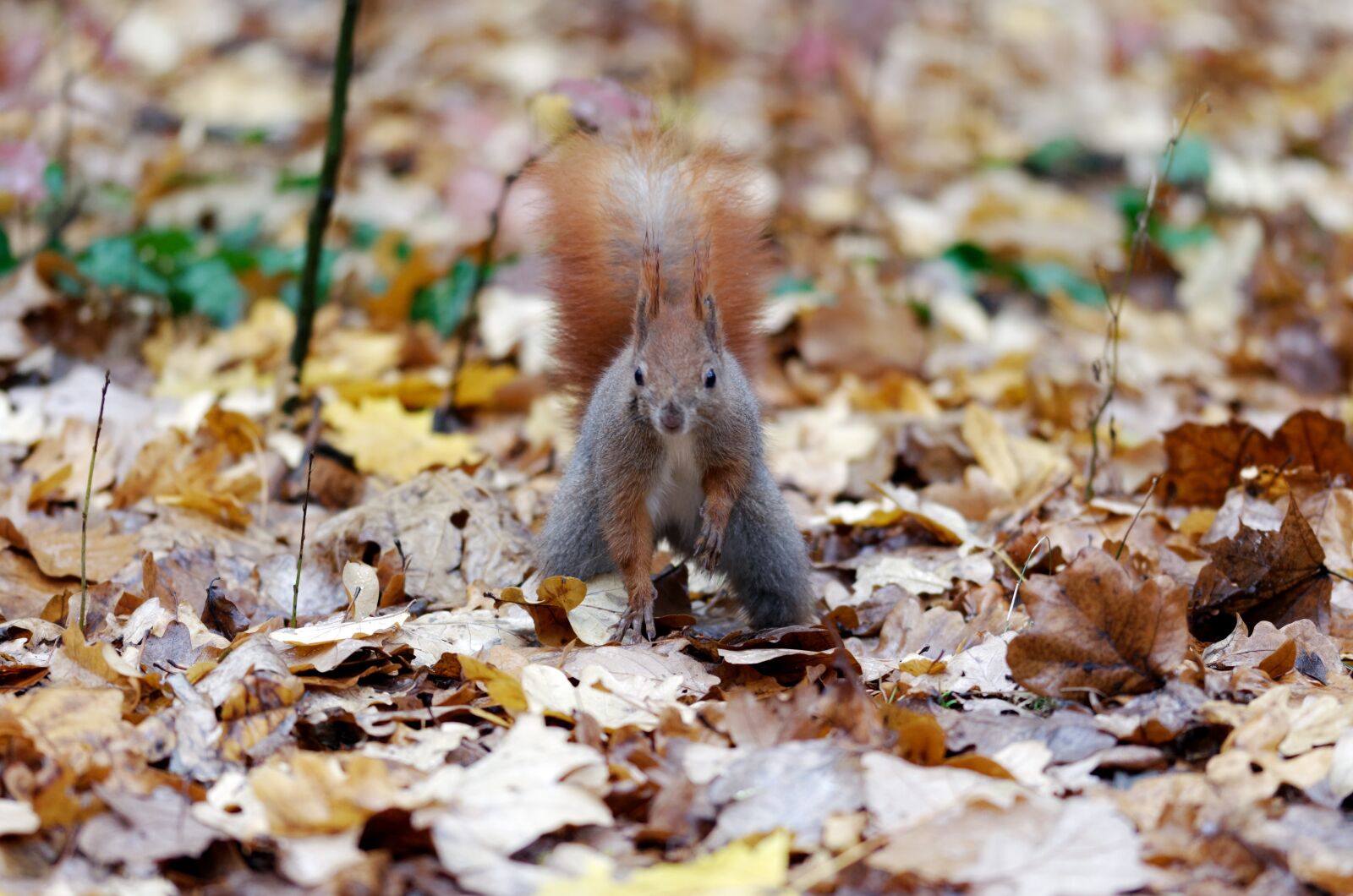 Nikon D5100 sample photo. Squirrel, pet, rodent photography