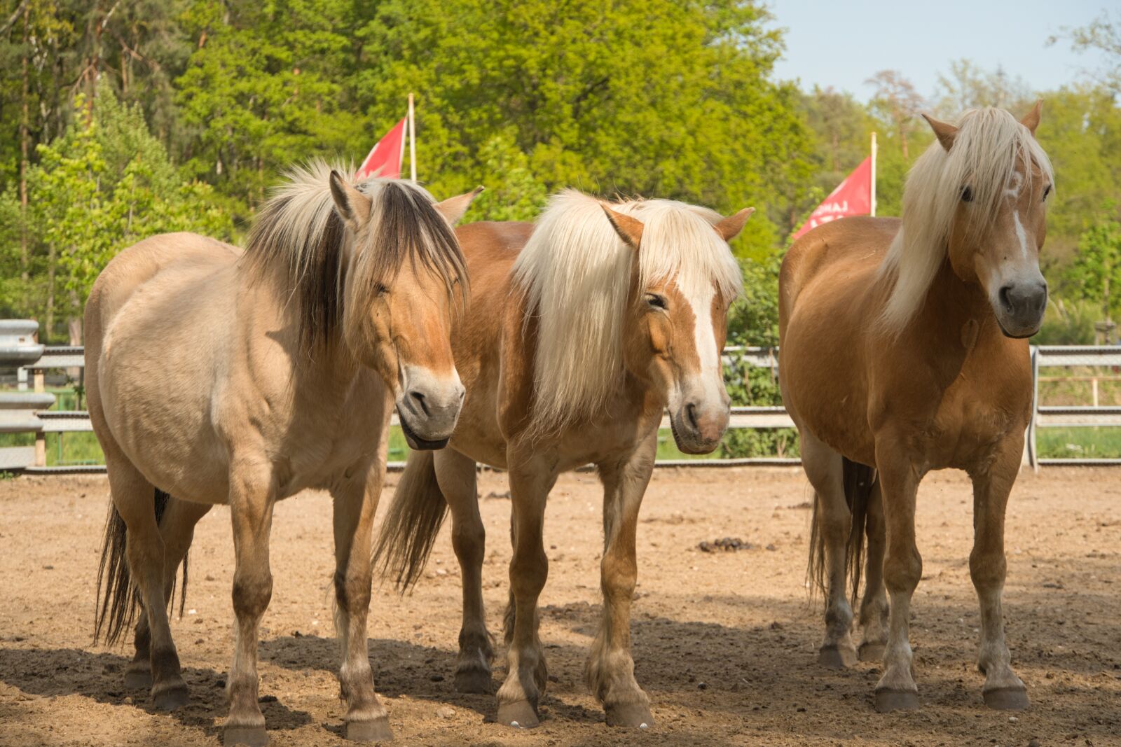 Sony a6400 sample photo. Horses, paddock, stallion photography