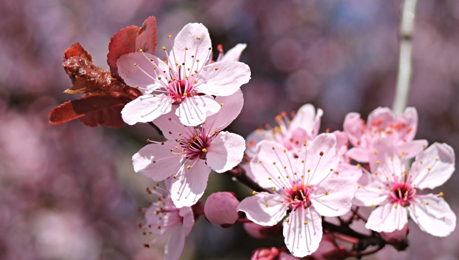 Canon EF 28-80mm f/3.5-5.6 sample photo. Almond blossom, almond tree photography