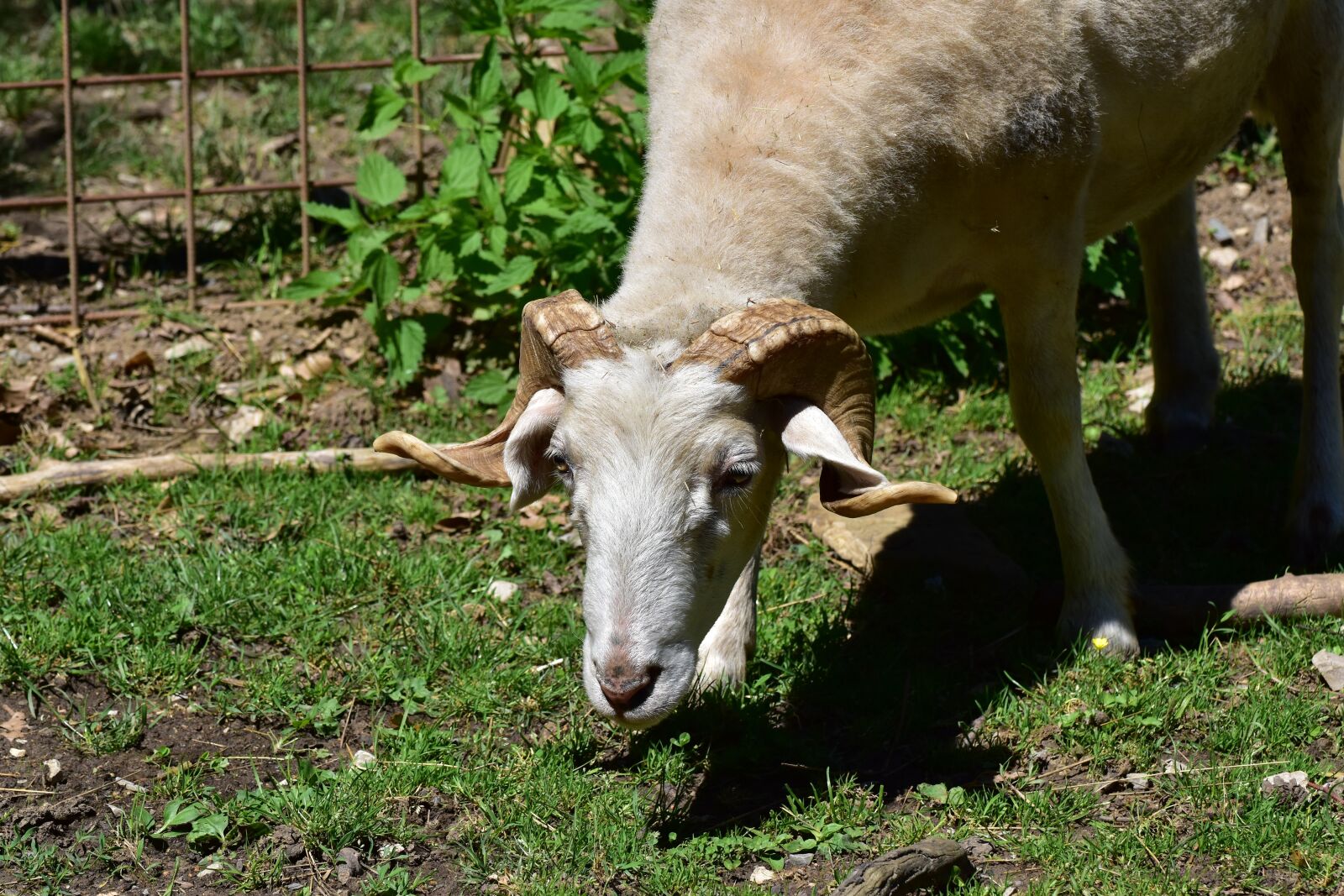 Nikon D5600 sample photo. Aries, ram, sheep photography