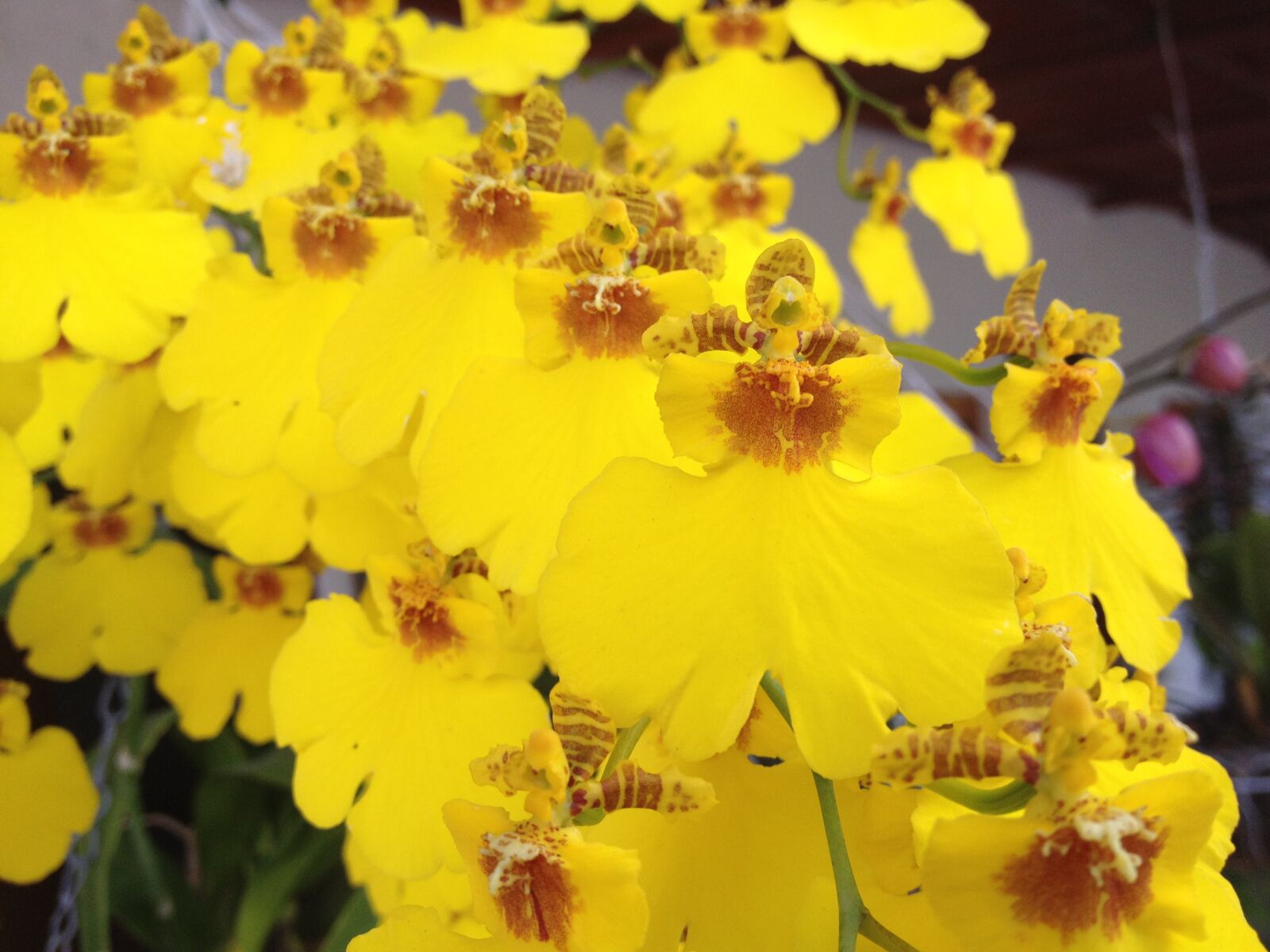 iPhone 4S back camera 4.28mm f/2.4 sample photo. Orchids, exotic, flowers photography