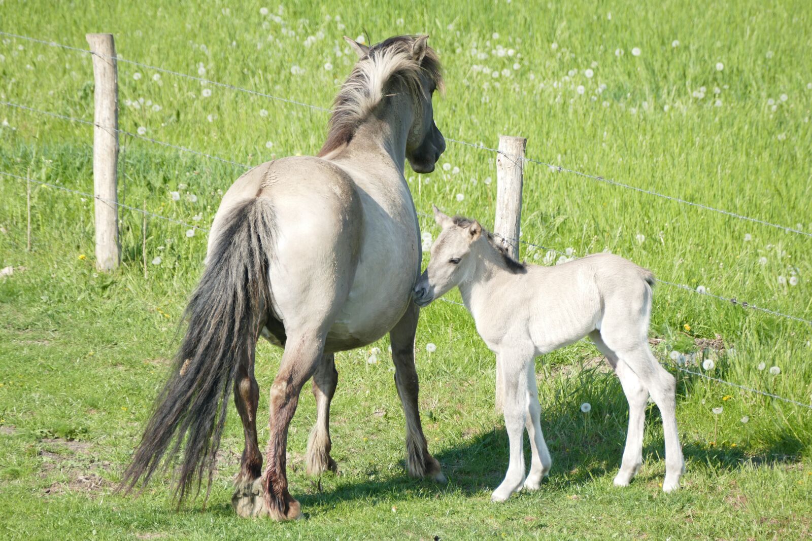 Panasonic Lumix DMC-FZ1000 sample photo. Konik, horse, horses photography