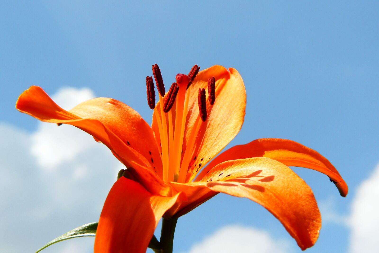 Panasonic Lumix DMC-FZ200 sample photo. Lily garden, flower, sky photography