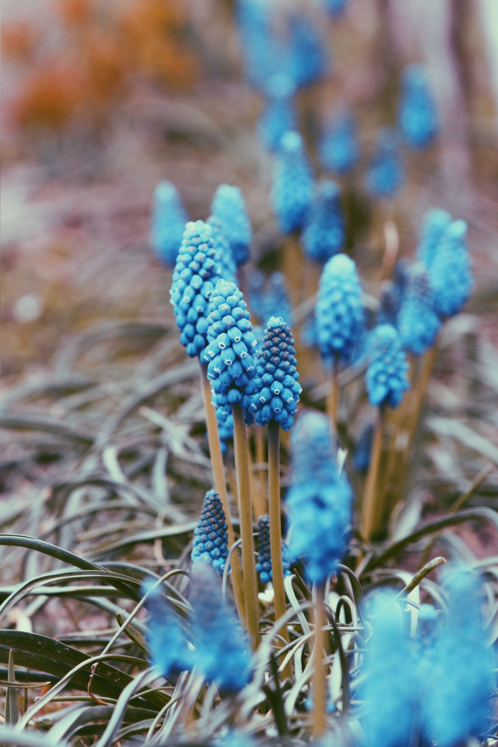 Canon EOS 350D (EOS Digital Rebel XT / EOS Kiss Digital N) sample photo. Blue, flowers, nature photography