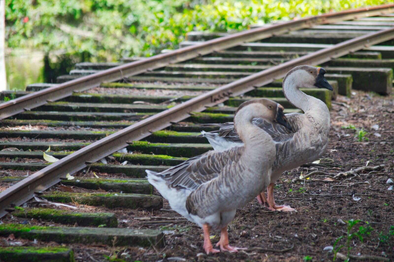 Nikon D3200 sample photo. Costa rica, ave, nature photography