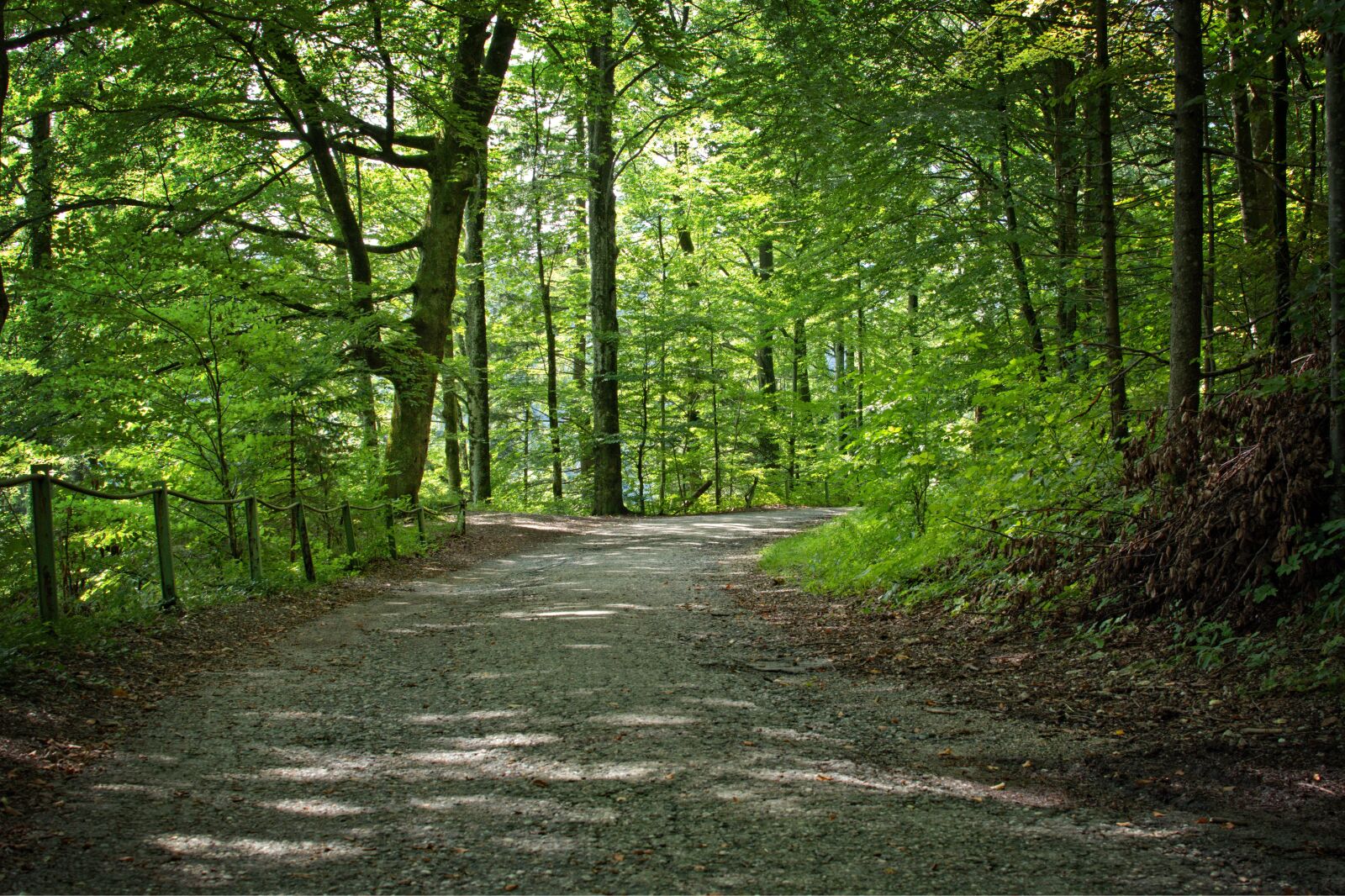Nikon D7100 sample photo. Forest, away, trees photography