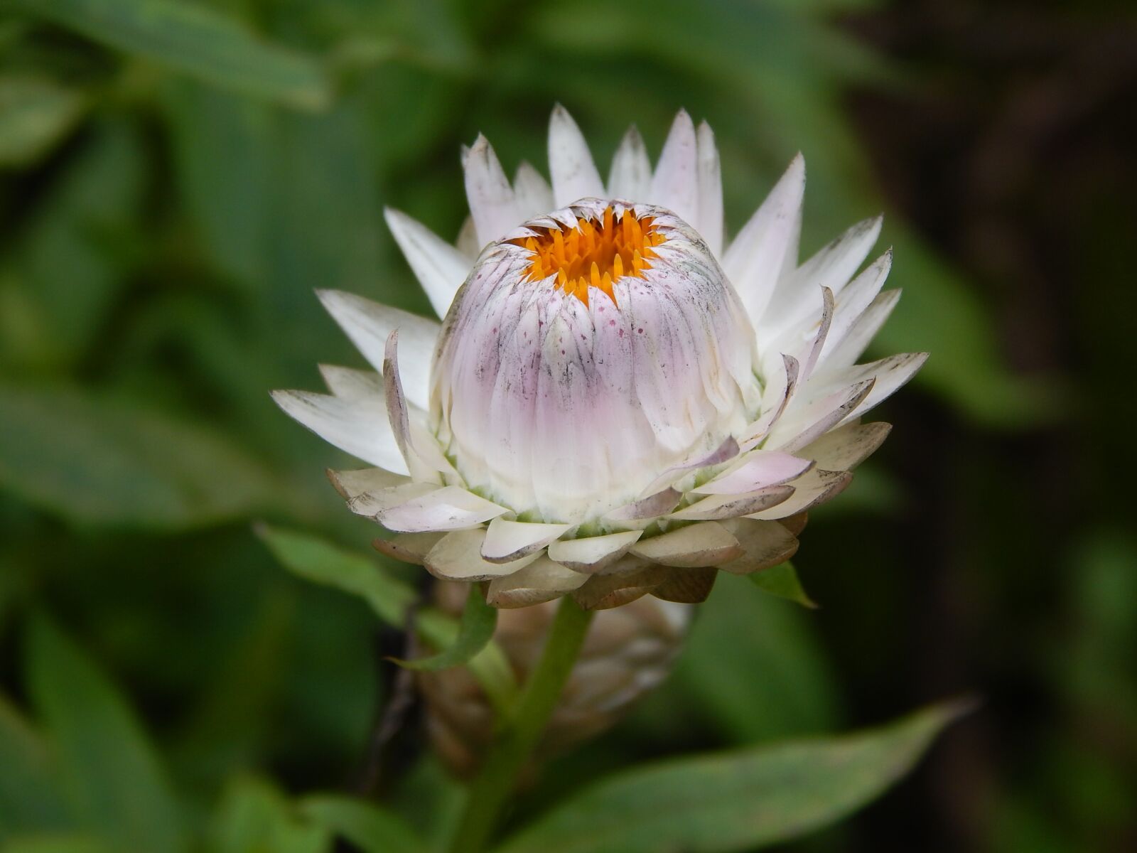 Nikon Coolpix L830 sample photo. Flower, tiny flower, lotus photography
