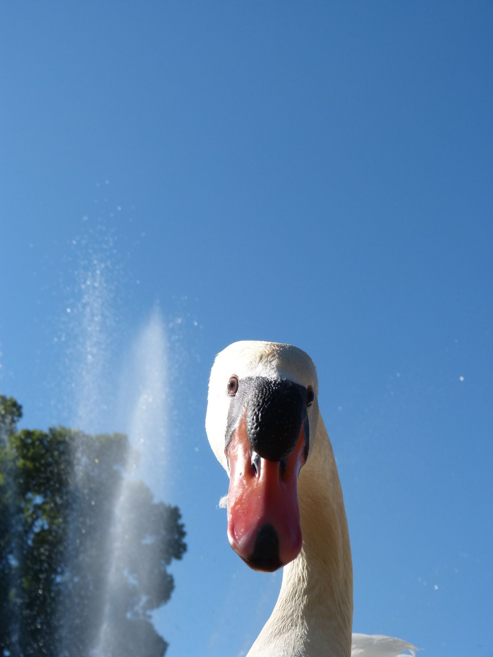 Panasonic DMC-FZ62 sample photo. Swan, park, garden photography