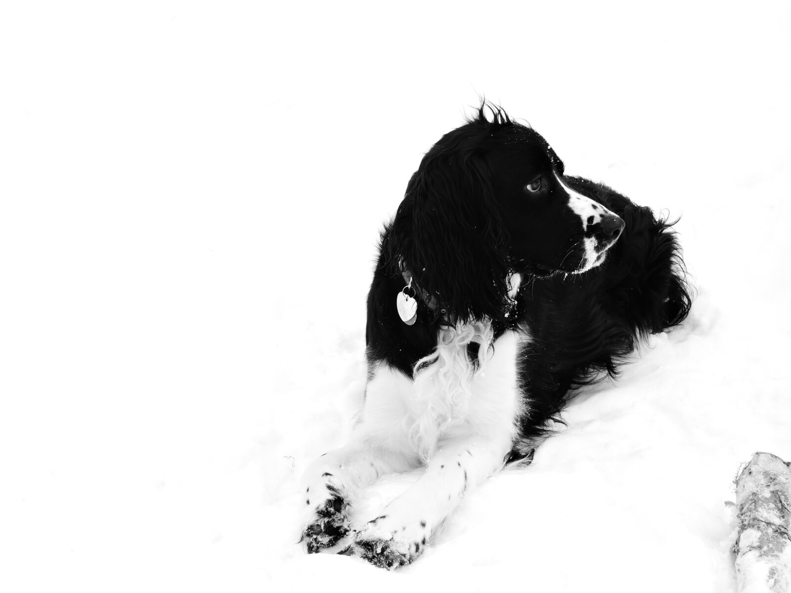 Nikon Coolpix P530 sample photo. Snow, dog, springer photography