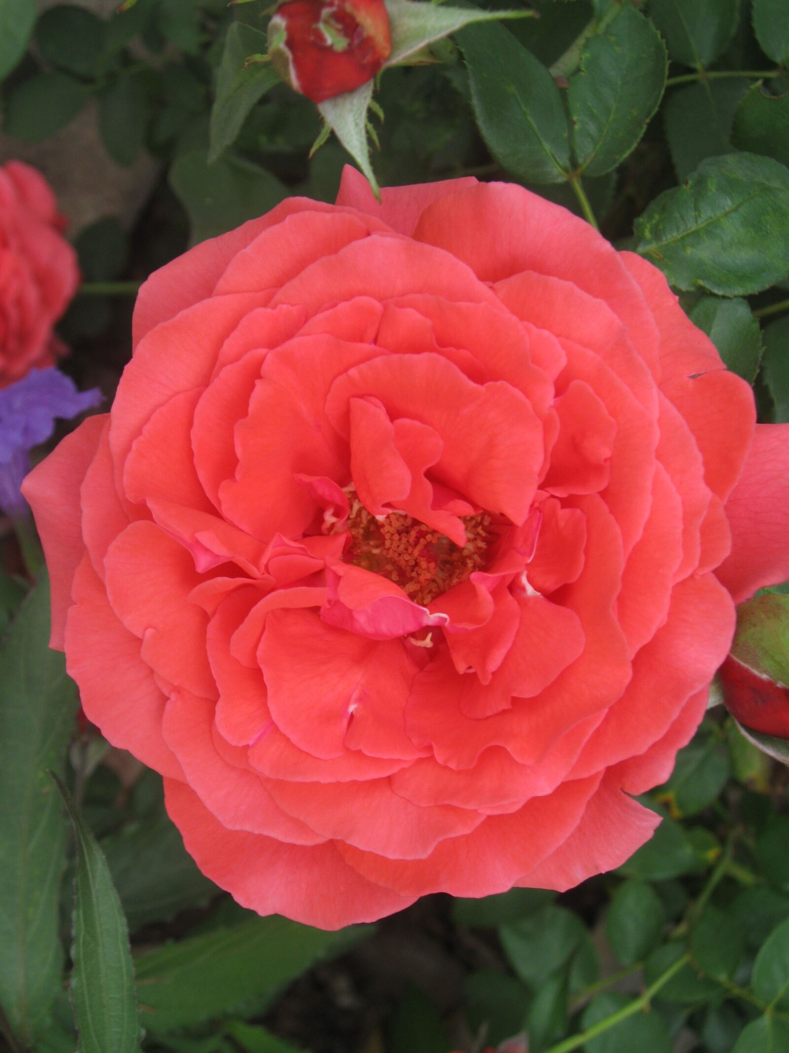 Canon PowerShot A590 IS sample photo. Rose, red, flower photography
