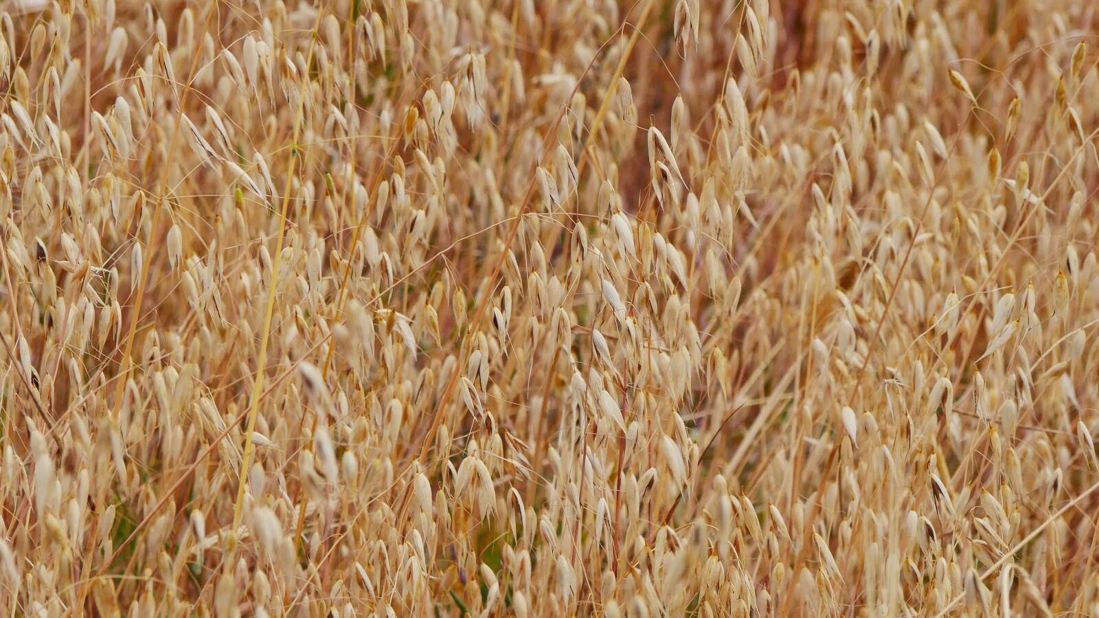 Panasonic Lumix DMC-GX85 (Lumix DMC-GX80 / Lumix DMC-GX7 Mark II) sample photo. Cornfield, field, cereals photography