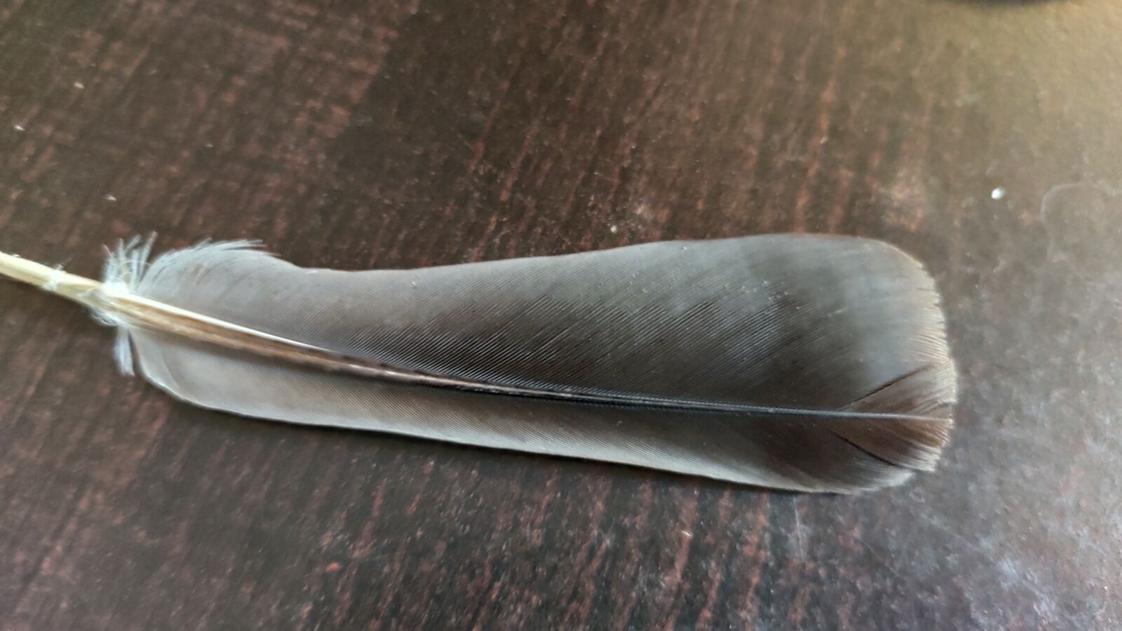 Xiaomi Redmi Note 7 Pro sample photo. Pigeon, leave, bird photography