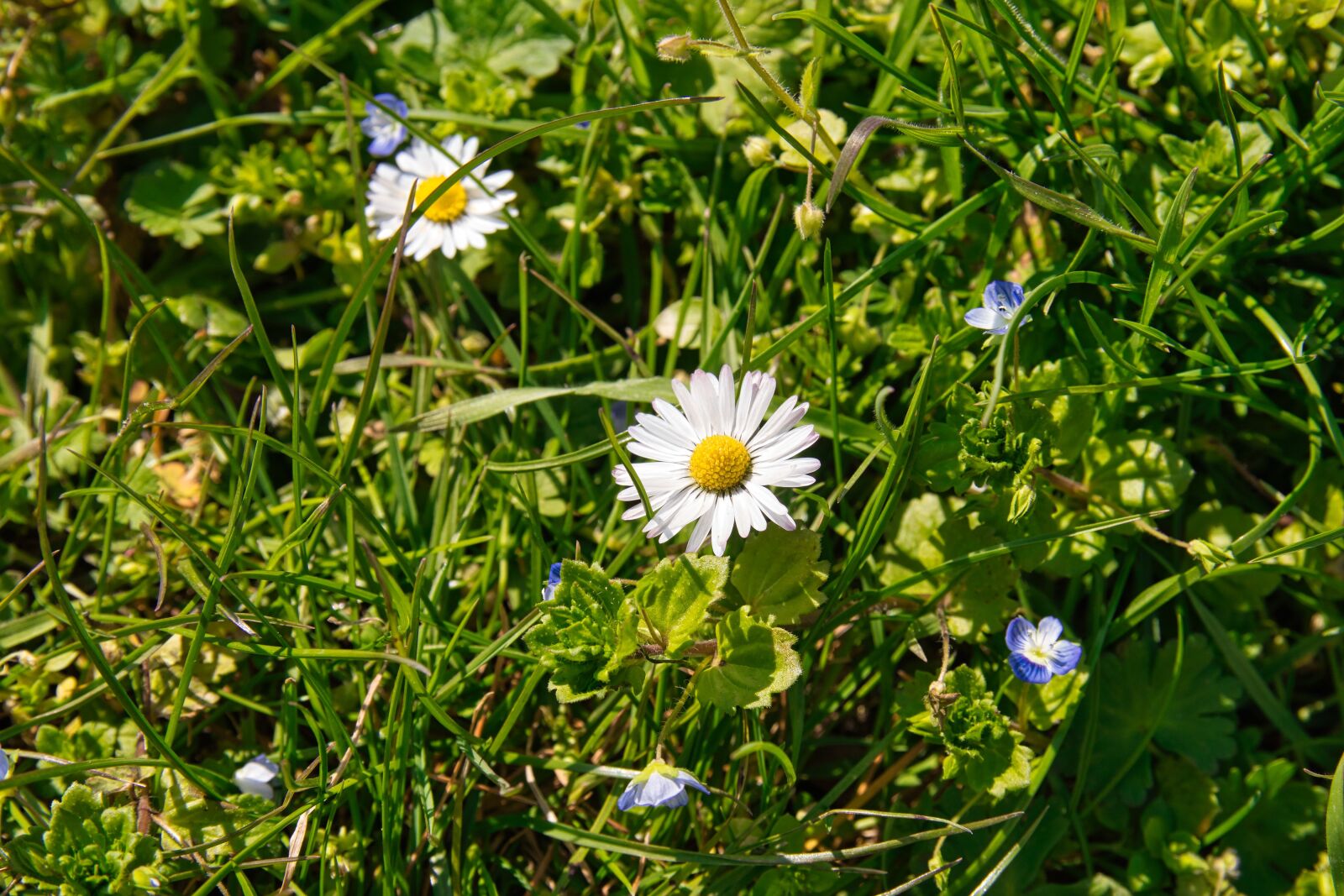 Canon EOS 77D (EOS 9000D / EOS 770D) sample photo. Flower, grass, daisy photography
