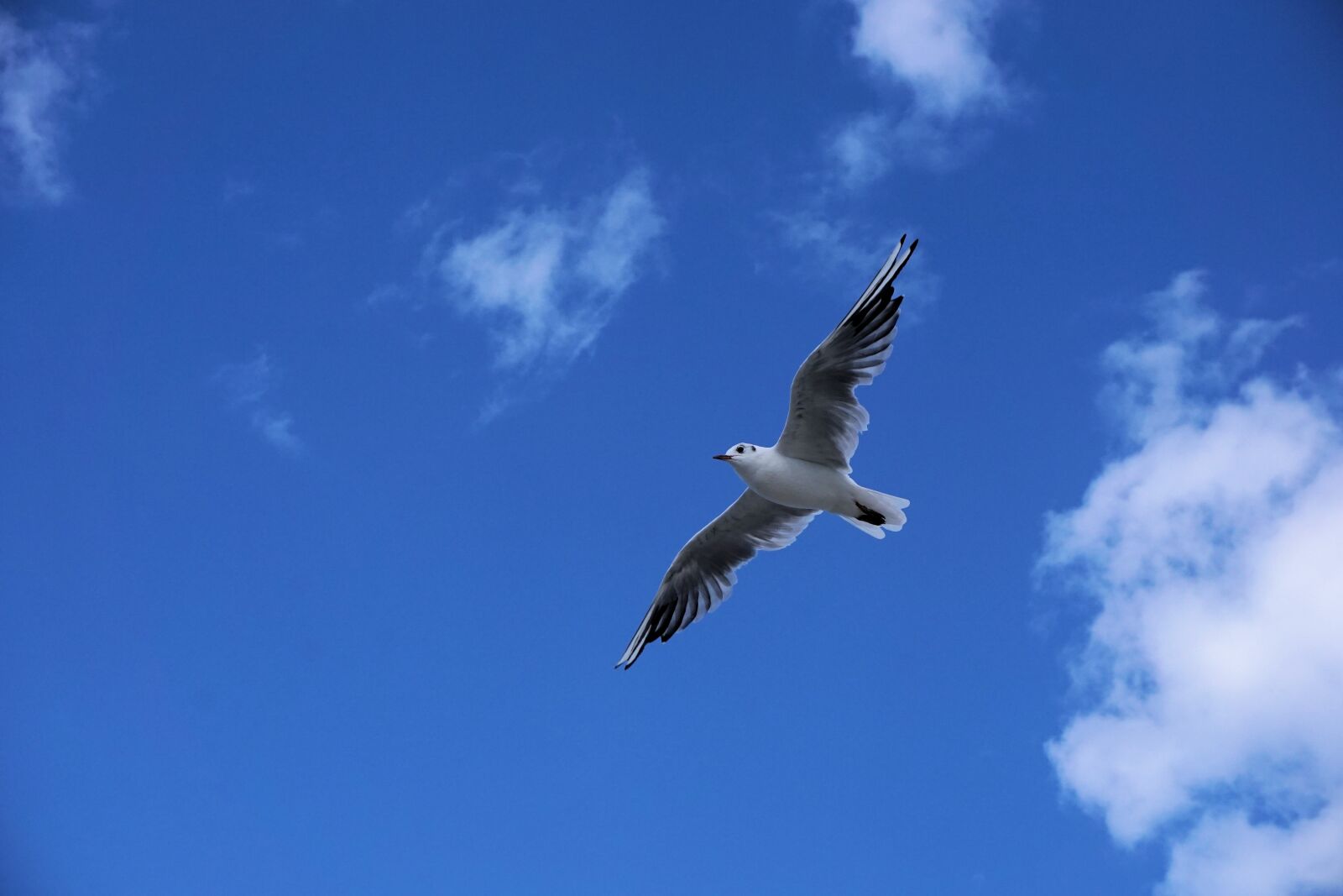 Sony a6000 sample photo. Seagull, baltic sea, sea photography
