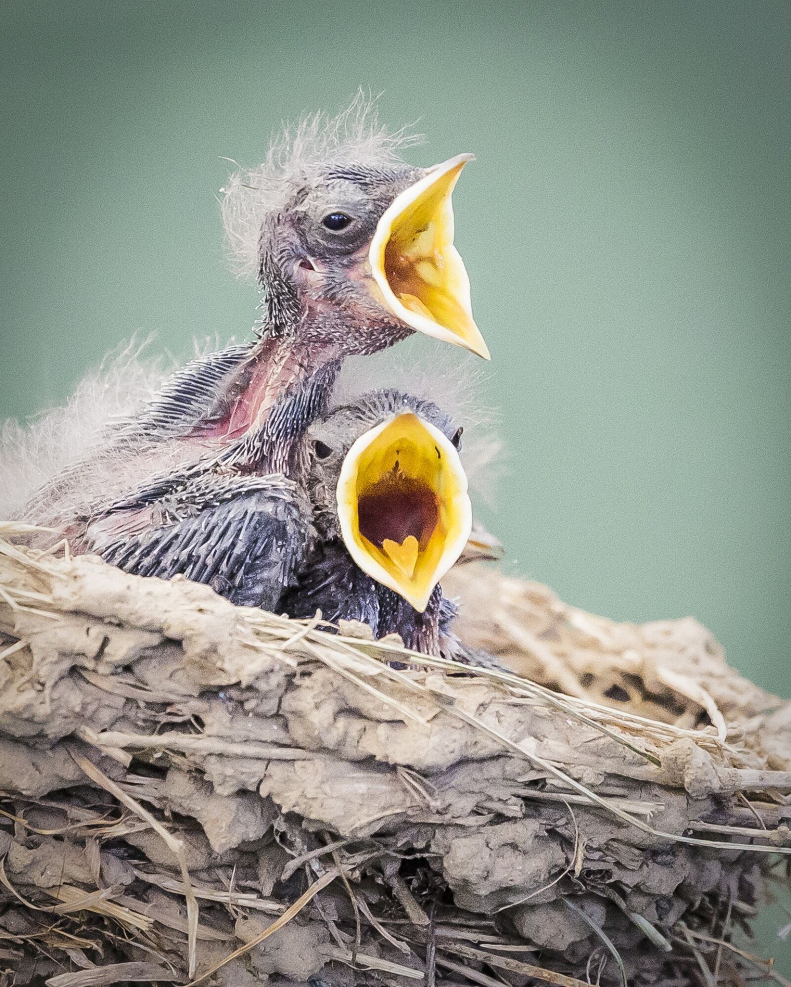 Canon EOS 5D Mark III sample photo. Birds, in nest, wildlife photography