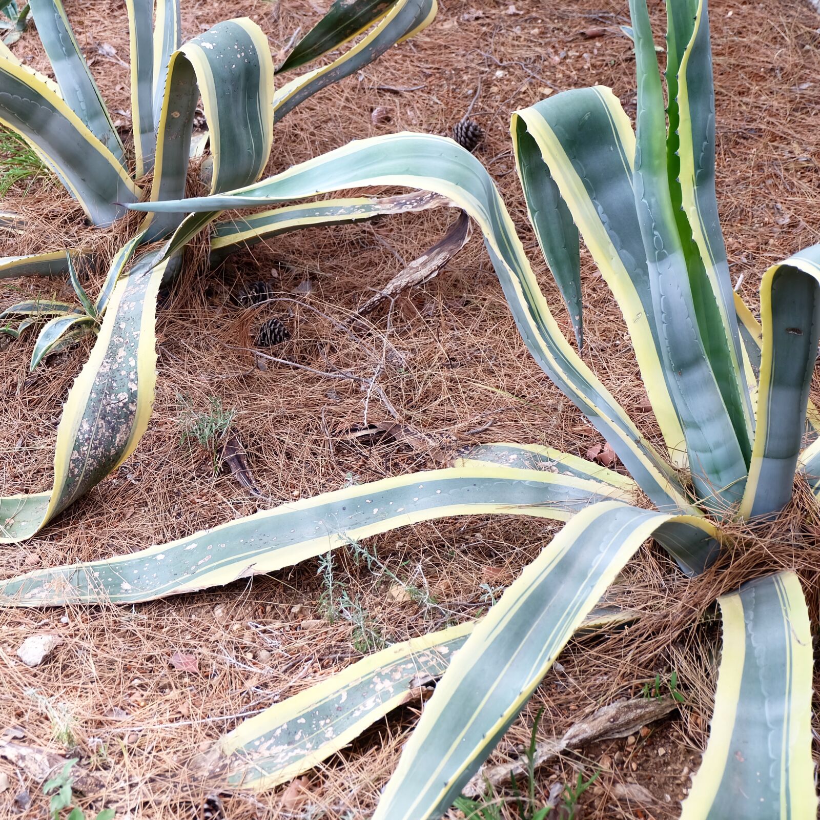 Fujifilm X-A2 sample photo. Snake, plants photography