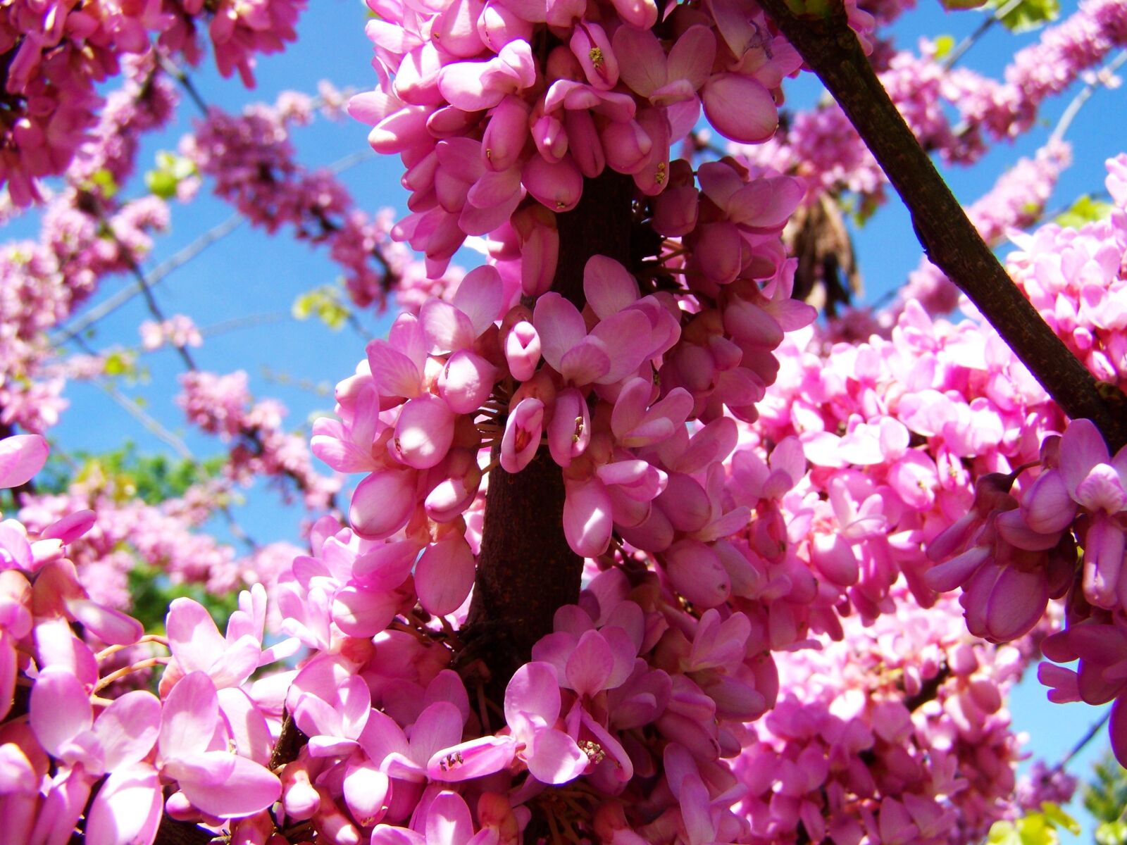Kodak EASYSHARE ZD710 ZOOM DIGITAL CAMERA sample photo. Flowering shrub, spring, pink-flowered photography