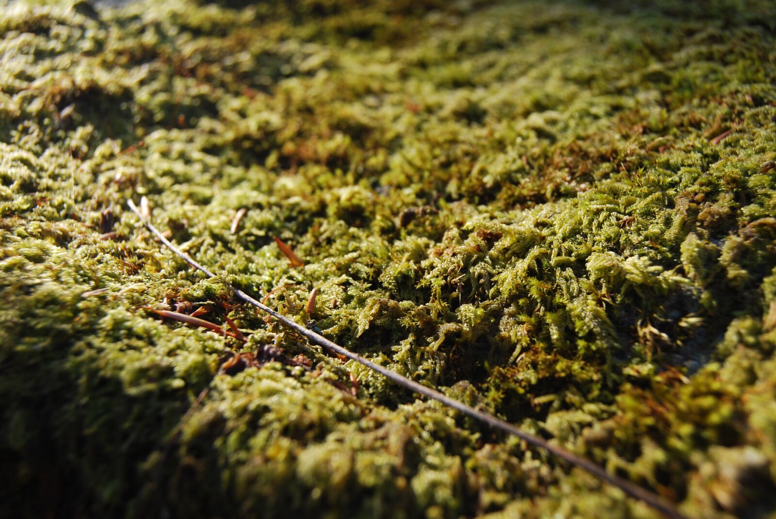 Nikon D60 sample photo. Moss, forest, nature photography