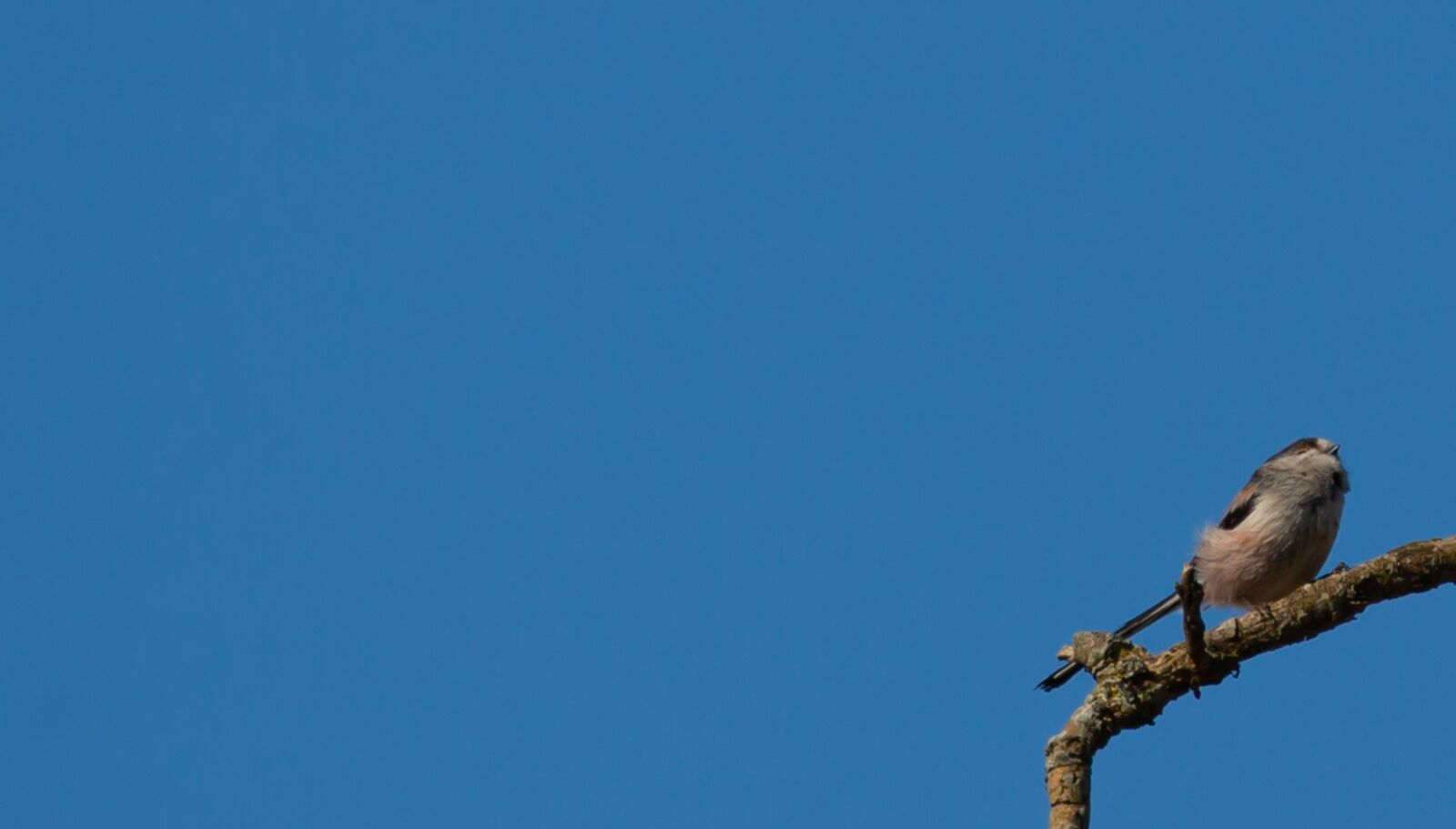 150-600mm F5-6.3 DG OS HSM | Contemporary 015 sample photo. Long tailed tit, pink photography