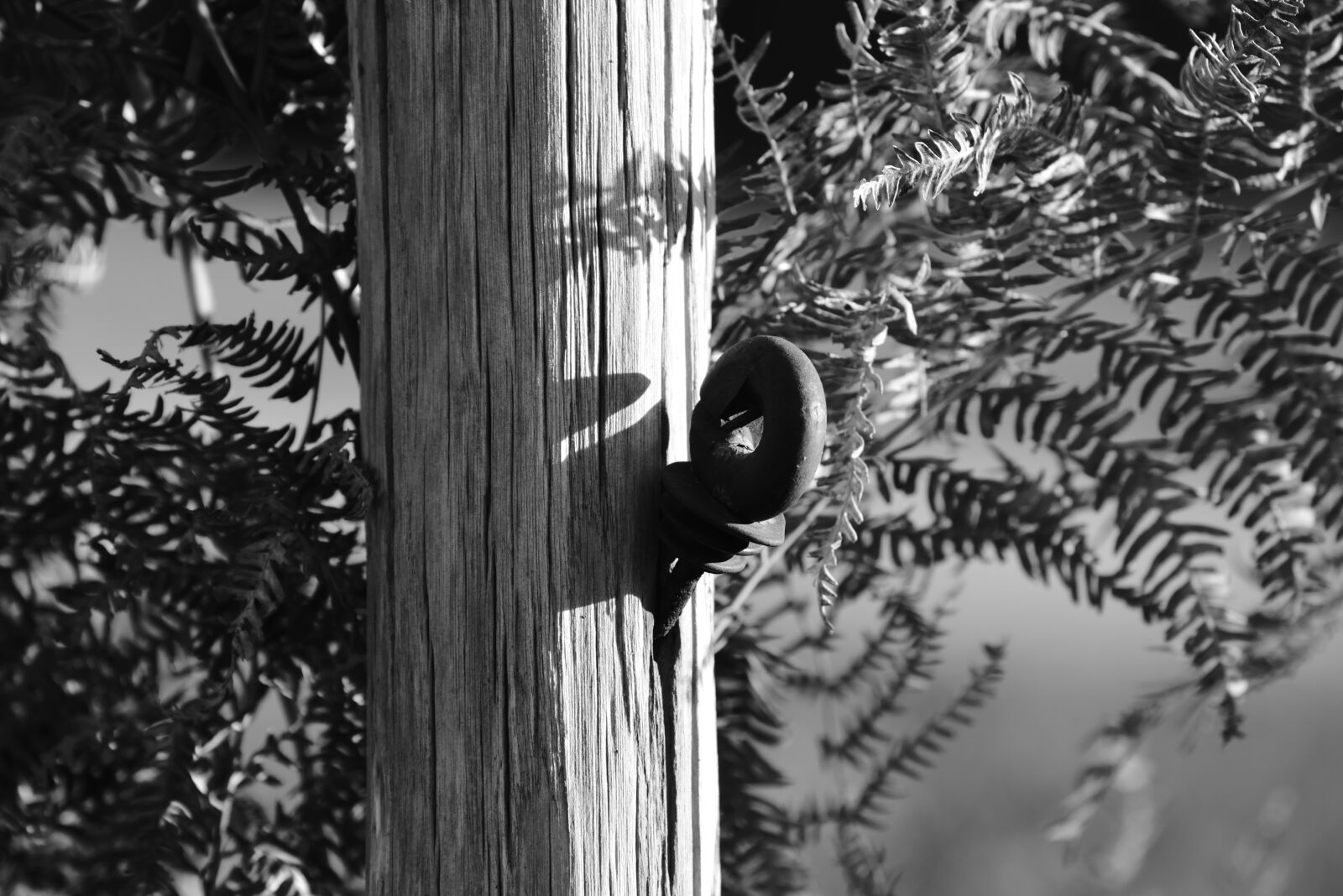 Nikon D610 sample photo. Post, wood, nature photography