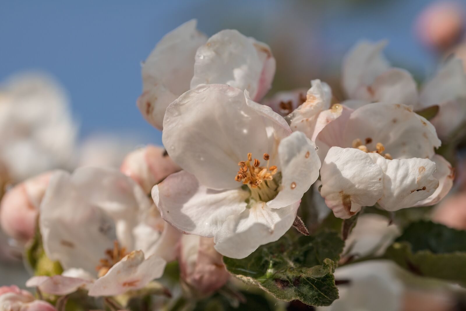 Canon EOS 750D (EOS Rebel T6i / EOS Kiss X8i) sample photo. Apple tree blossom, blossom photography