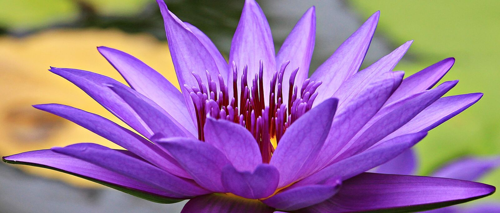 Canon EOS 550D (EOS Rebel T2i / EOS Kiss X4) sample photo. Water lily, nuphar lutea photography