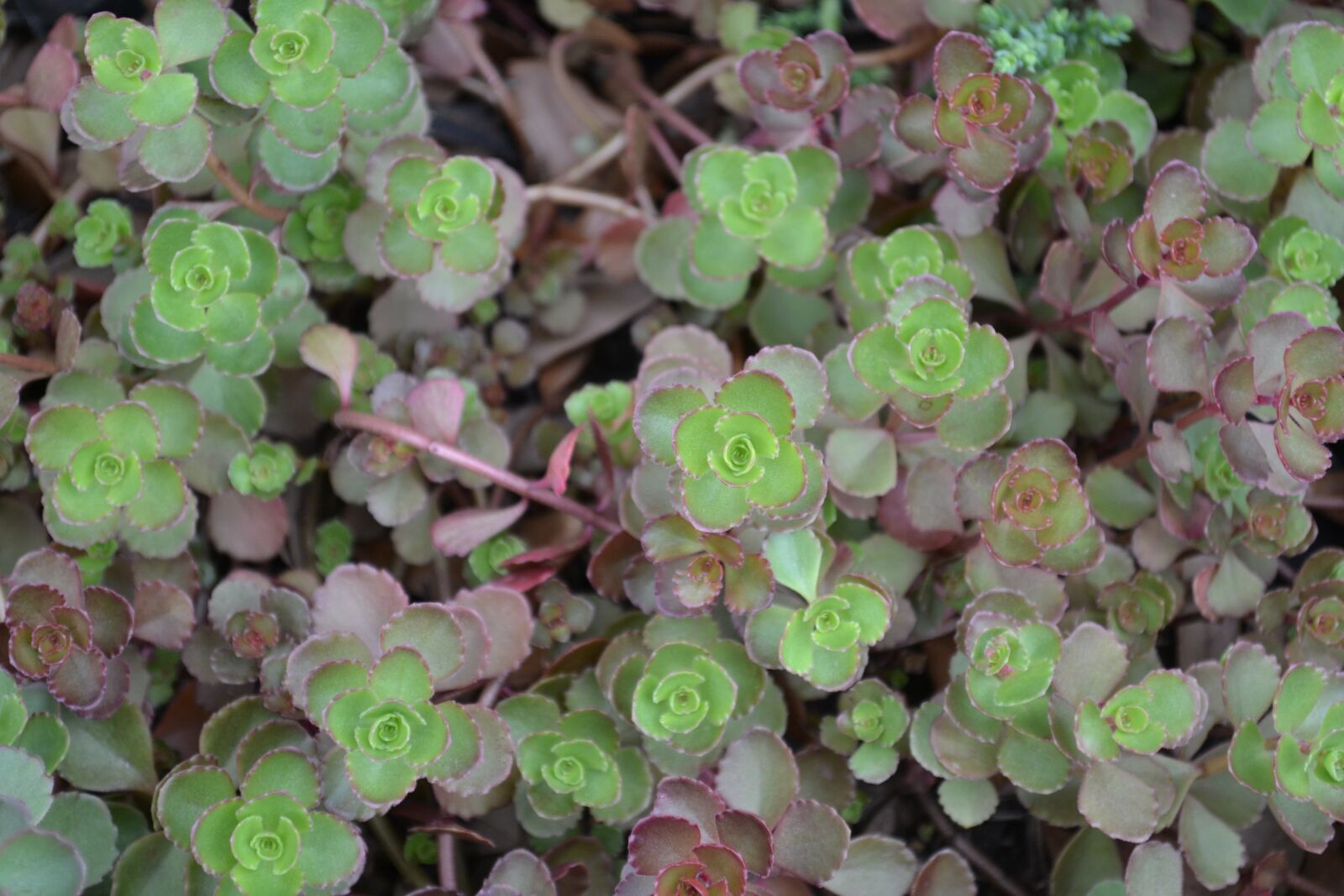 Nikon D3100 sample photo. Sedum, green, garden photography