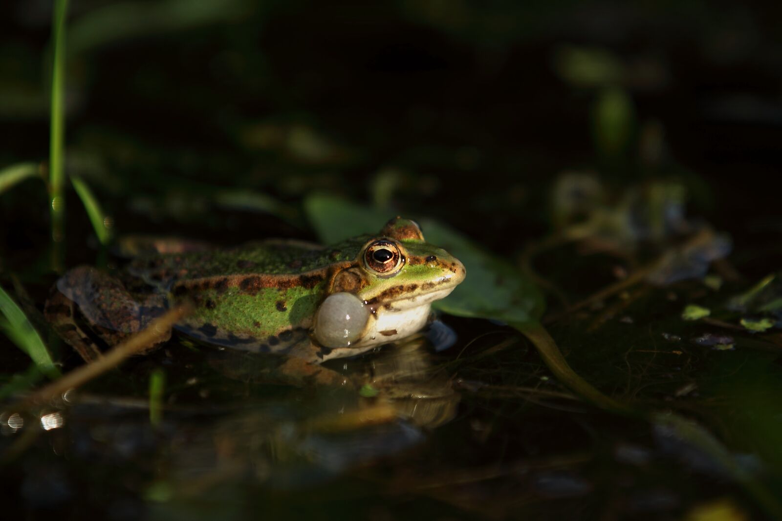 Canon EOS 5D Mark II sample photo. Frog, green, wild photography