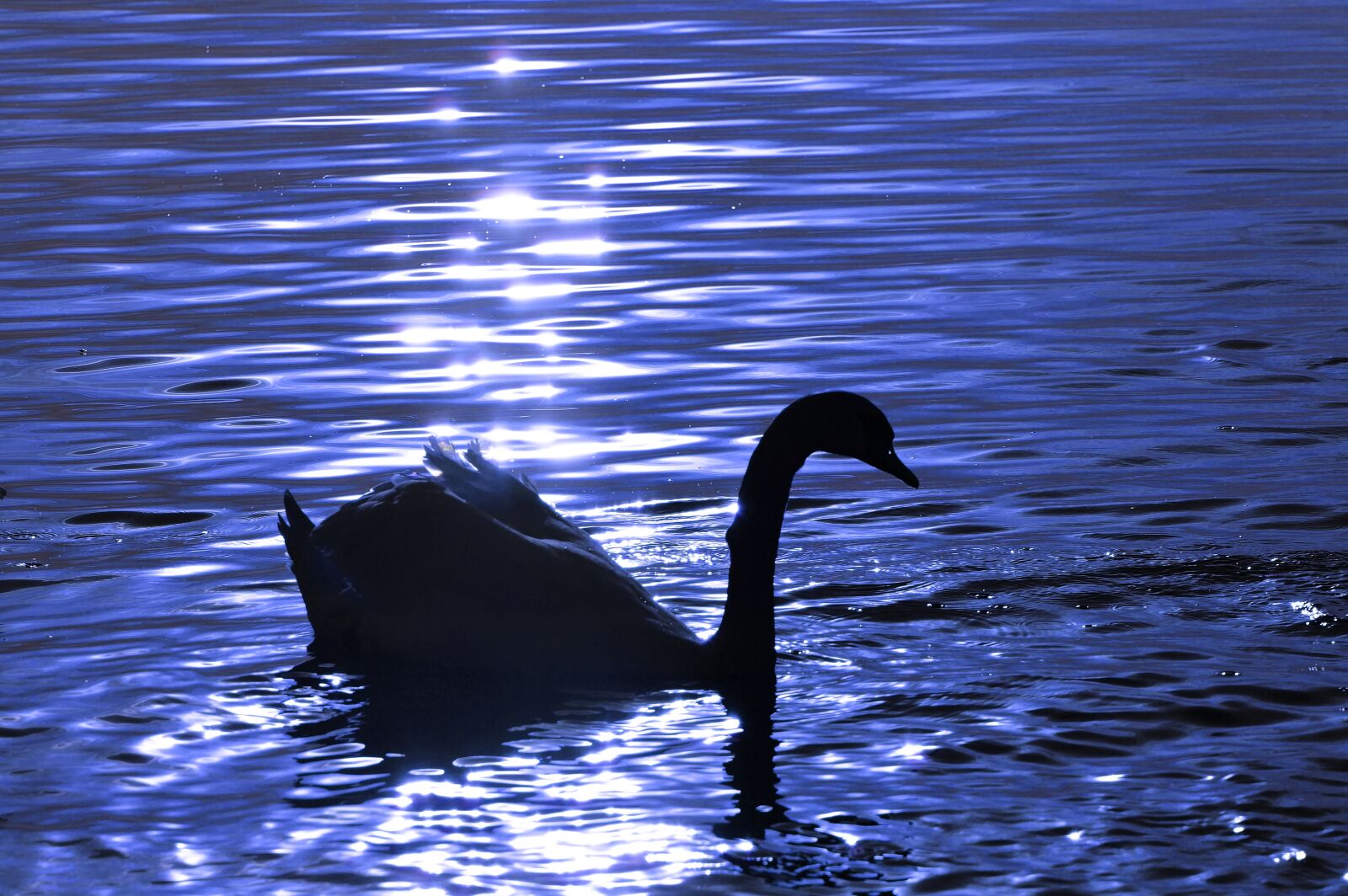 Nikon D3200 sample photo. Swan, water, silhouette photography