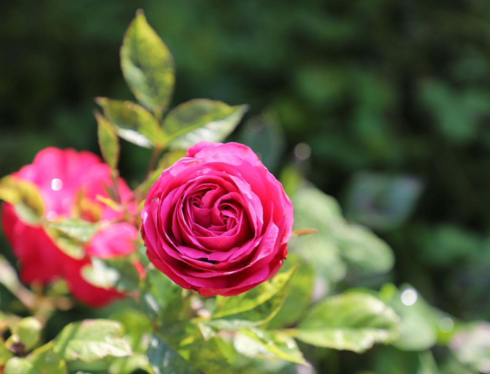 Canon EF 24-105mm F4L IS II USM sample photo. Rose, flowers, spring photography