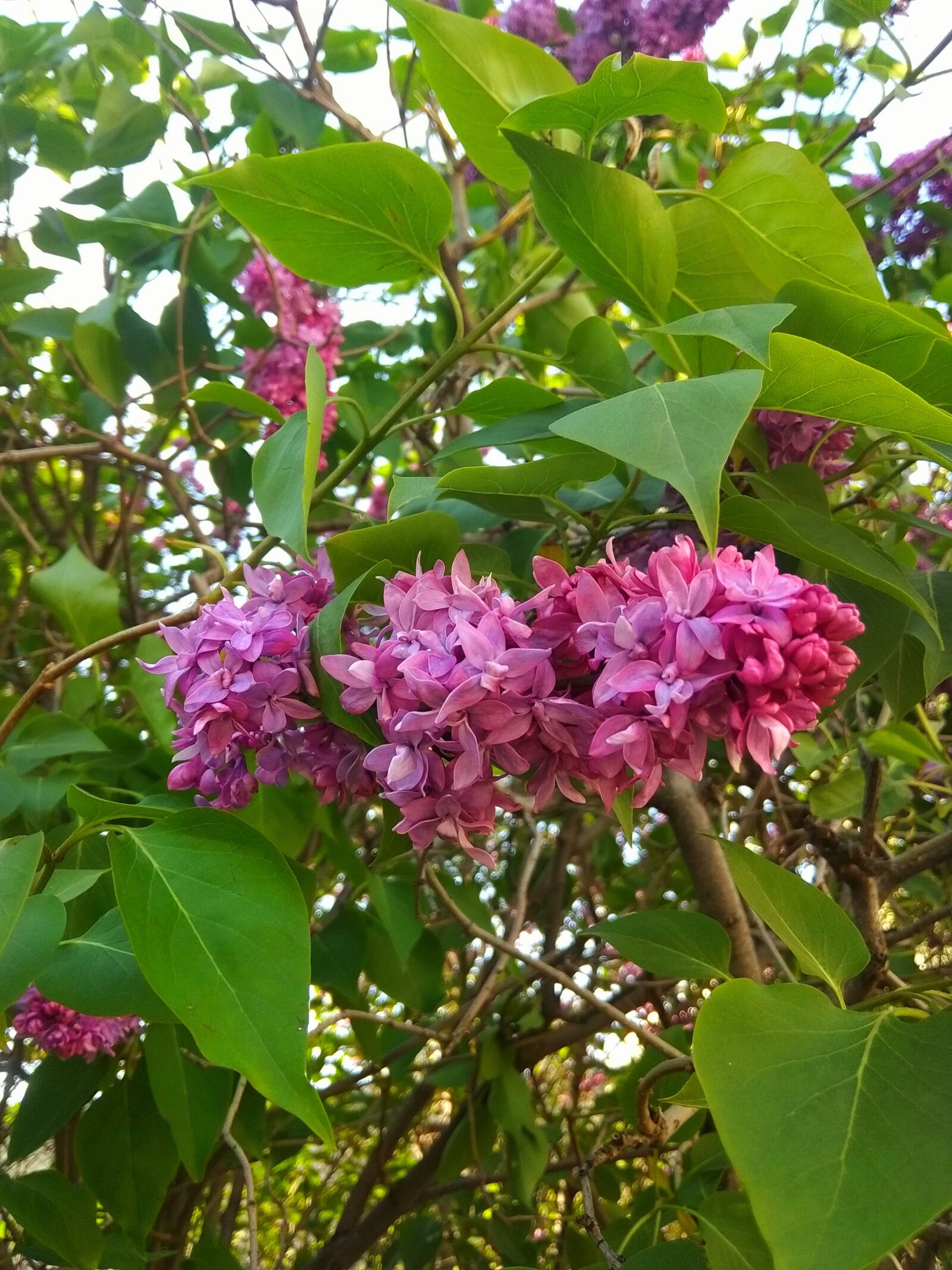 Xiaomi Redmi Note 5A sample photo. Lilac, may, bloom photography
