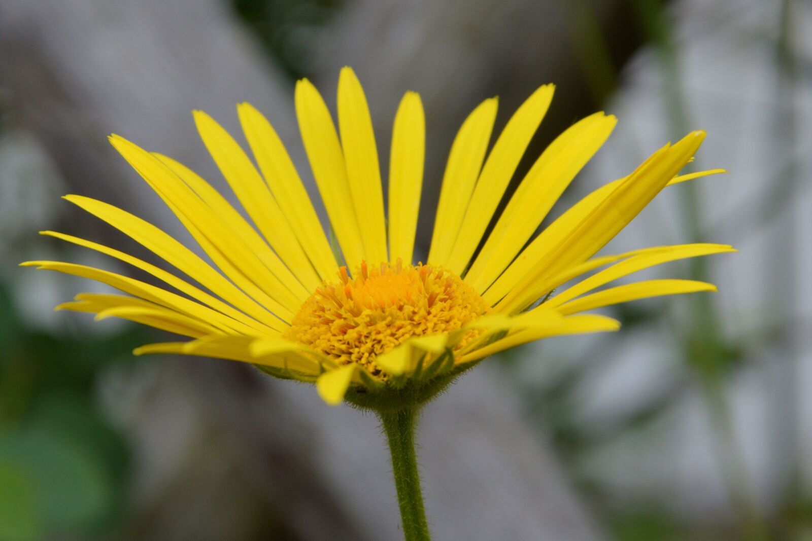 Nikon D3200 sample photo. Blossom, bloom, yellow photography