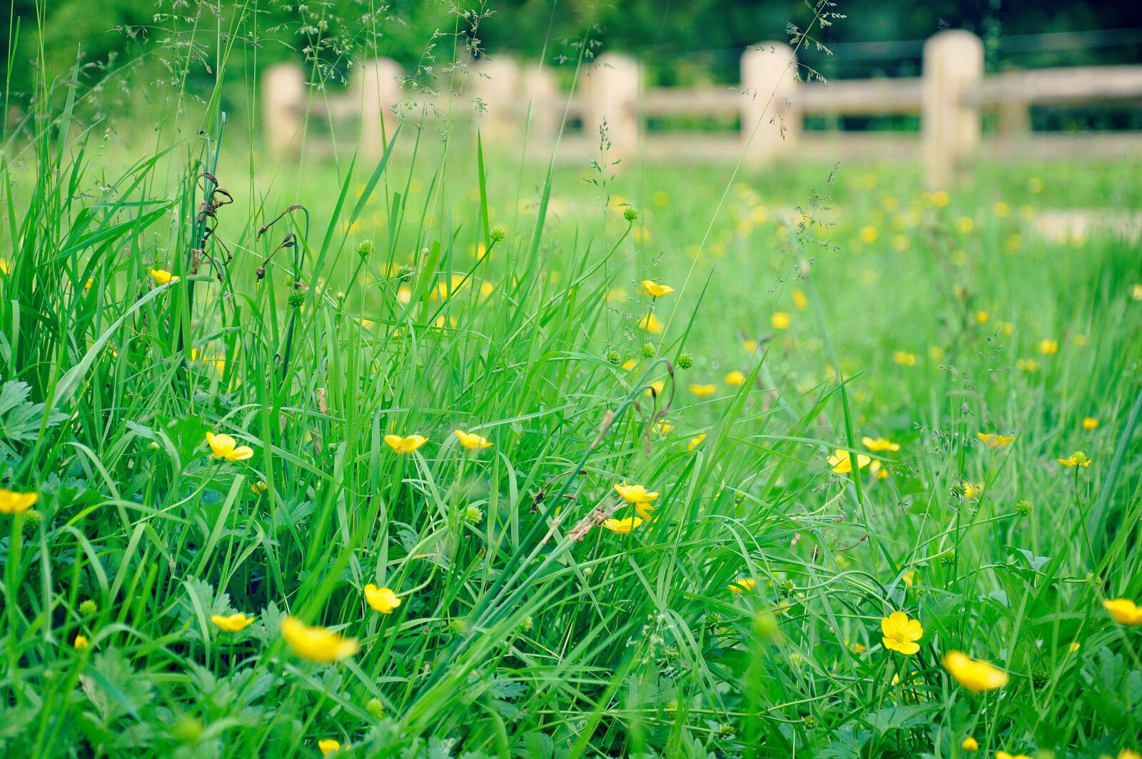 Nikon D90 sample photo. Buttercup, flower, meadow photography