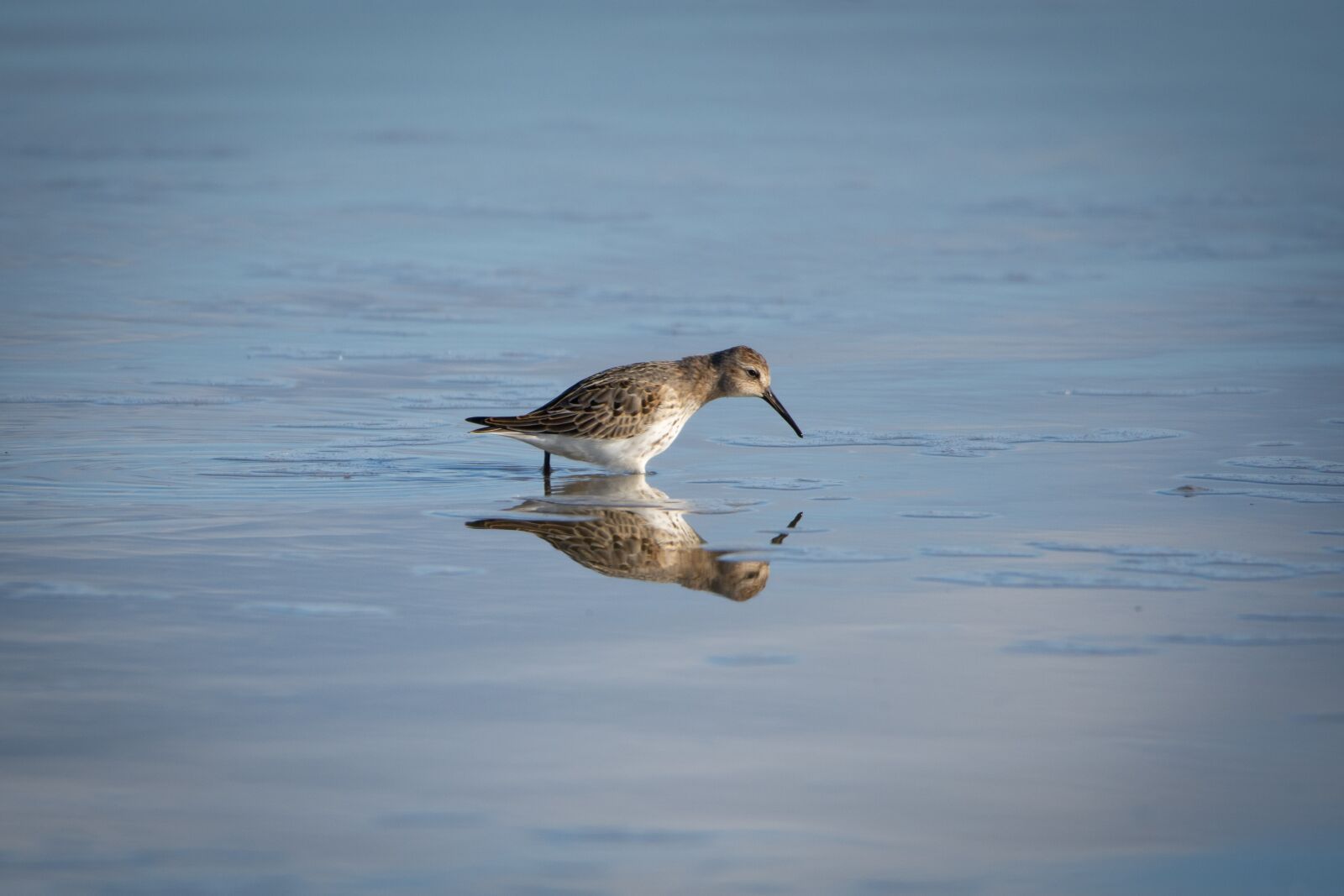 Nikon D7200 sample photo. The sandpiper general, snipey photography