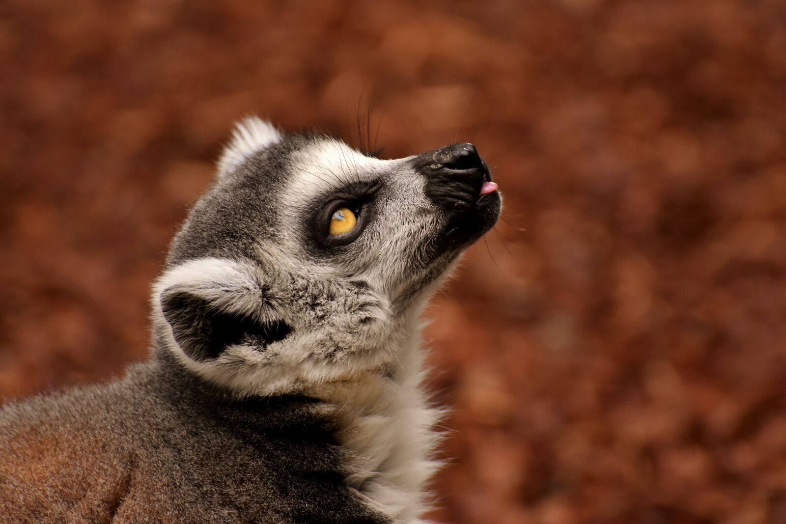 Nikon D7200 sample photo. Monkey, lemur, cute photography