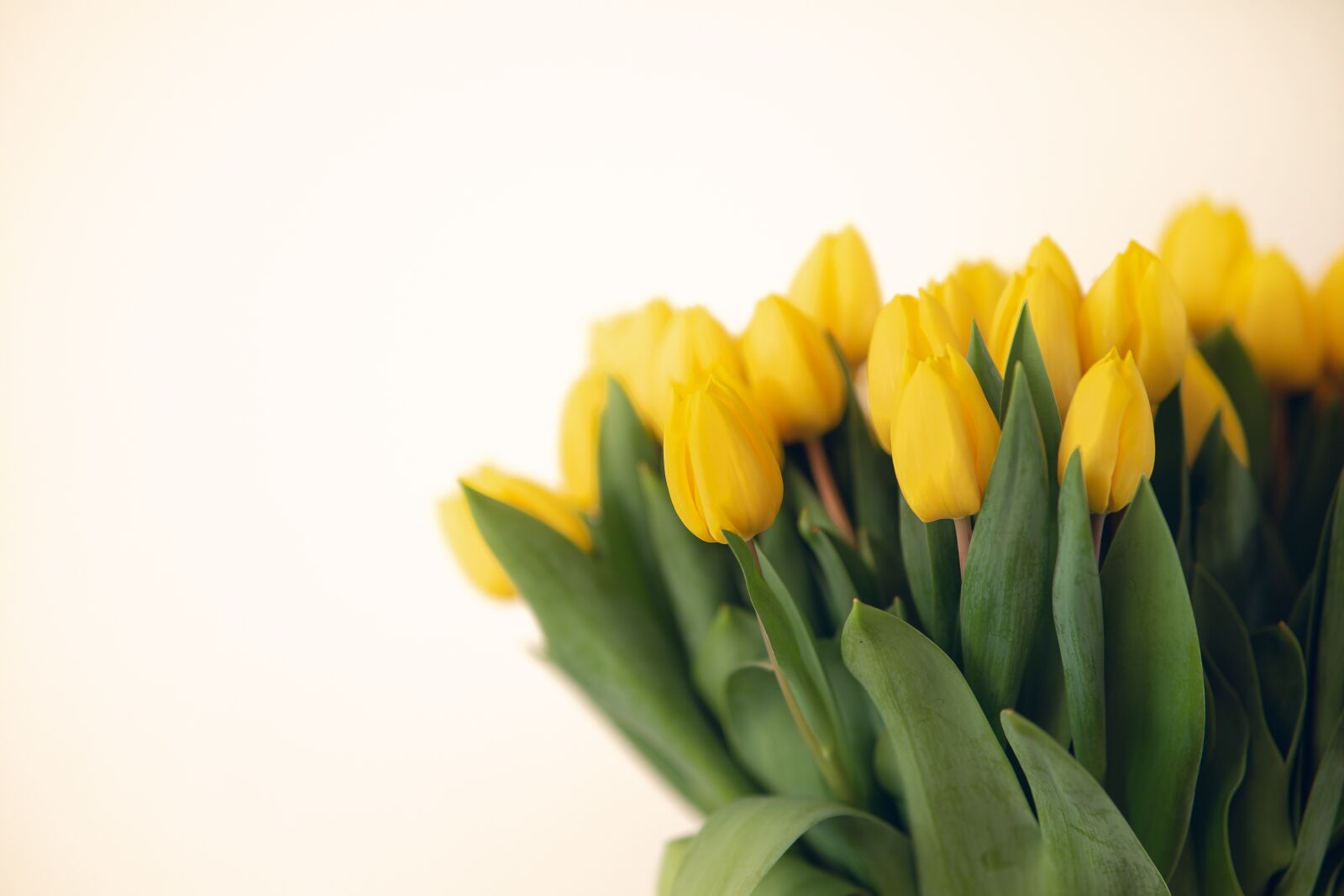 Sony a7 + Viltrox 85mm F1.8 sample photo. Tulip, tulips, yellow photography