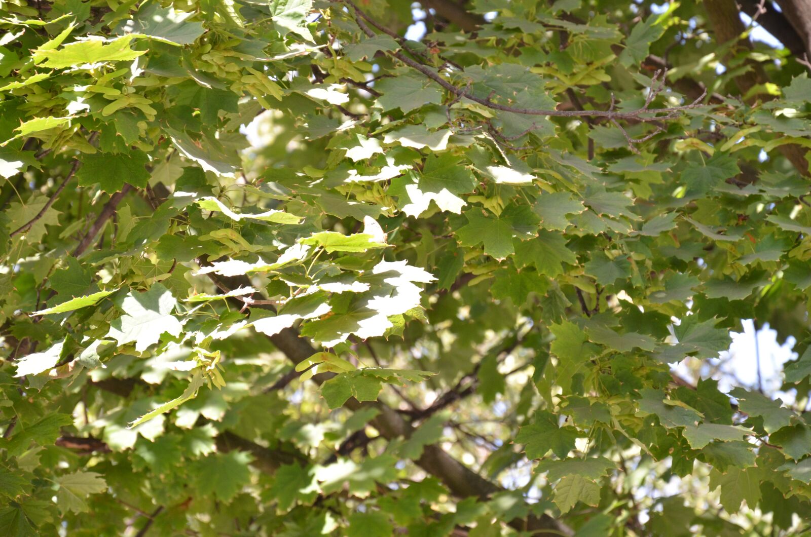 Nikon D5100 sample photo. Foliage, autumn, trees photography