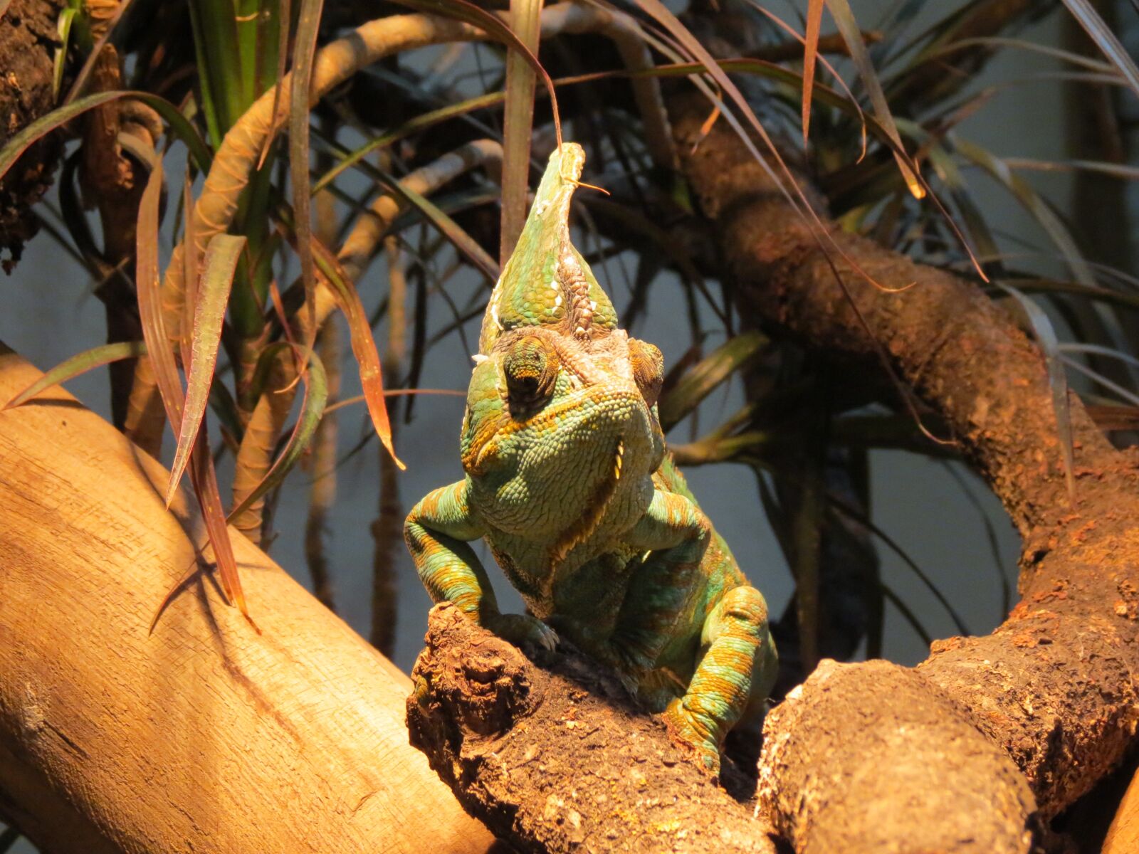 Canon PowerShot SX40 HS sample photo. Chameleon, reptile, zoo photography