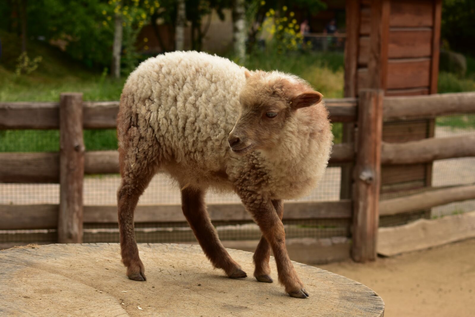 Nikon D3400 sample photo. Sheep, wave, animal photography