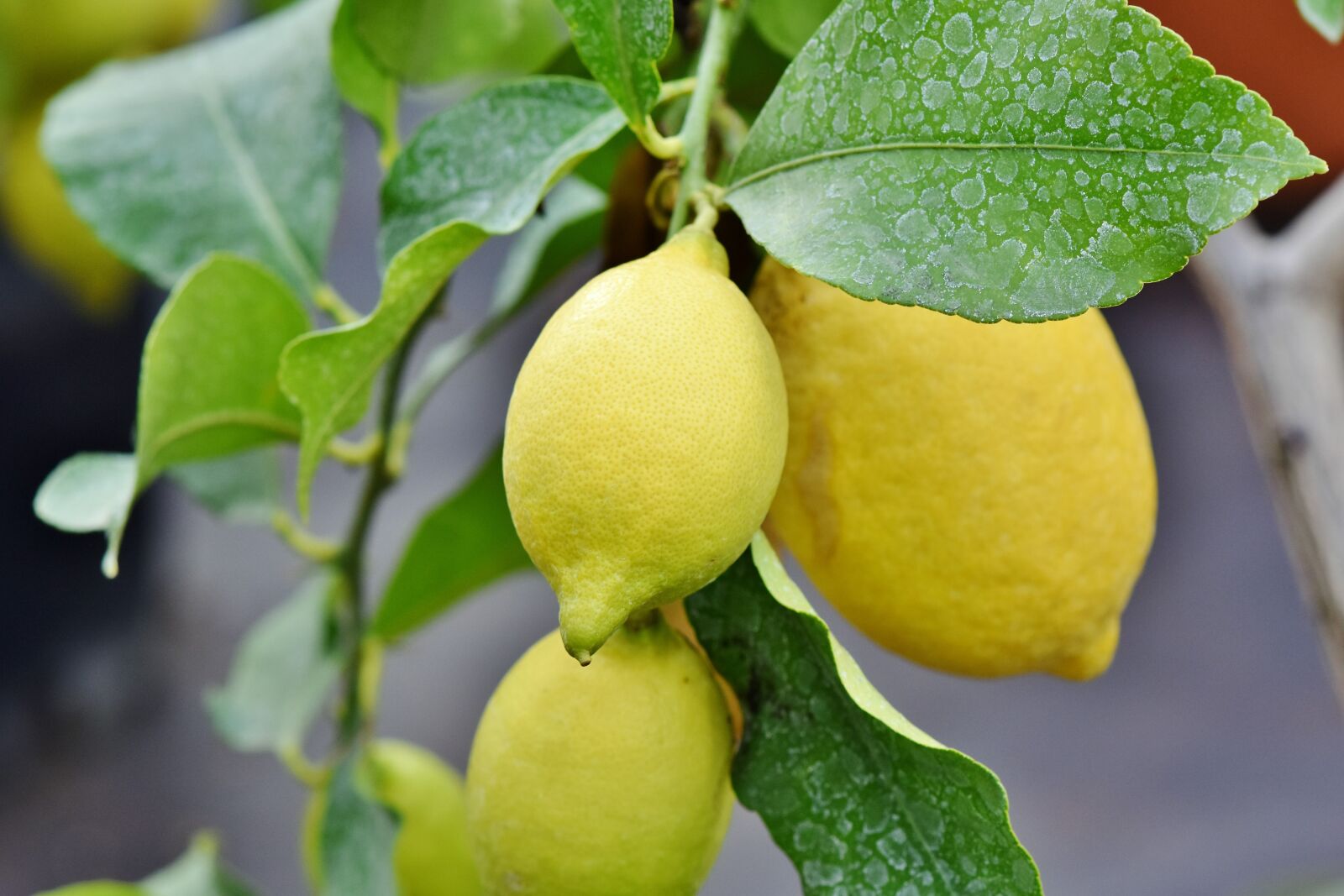 Nikon D7200 sample photo. Lemon, lime, lemon tree photography