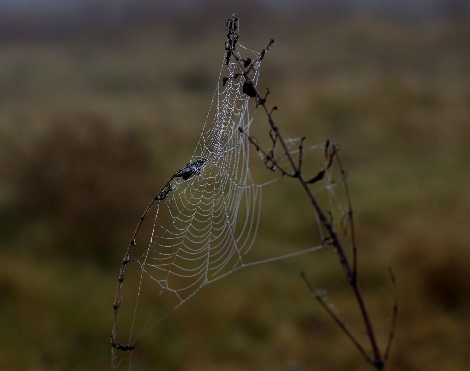 Canon EF-S 60mm F2.8 Macro USM sample photo. Spider web, wet, hooked photography