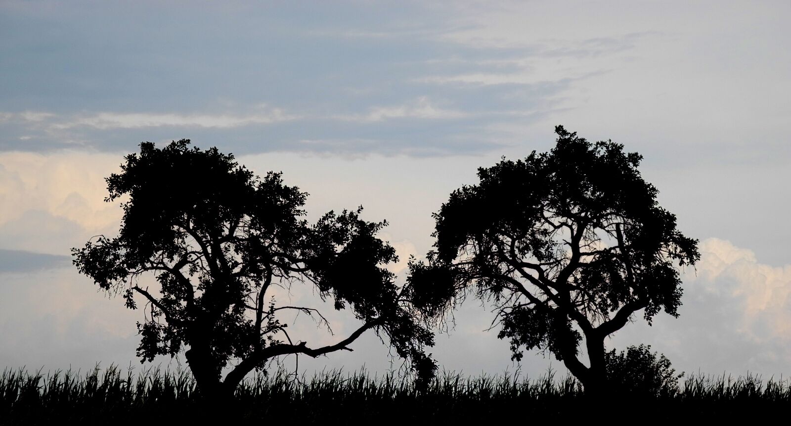 Nikon Coolpix P7000 sample photo. Trees, silhouettes, silhouette photography
