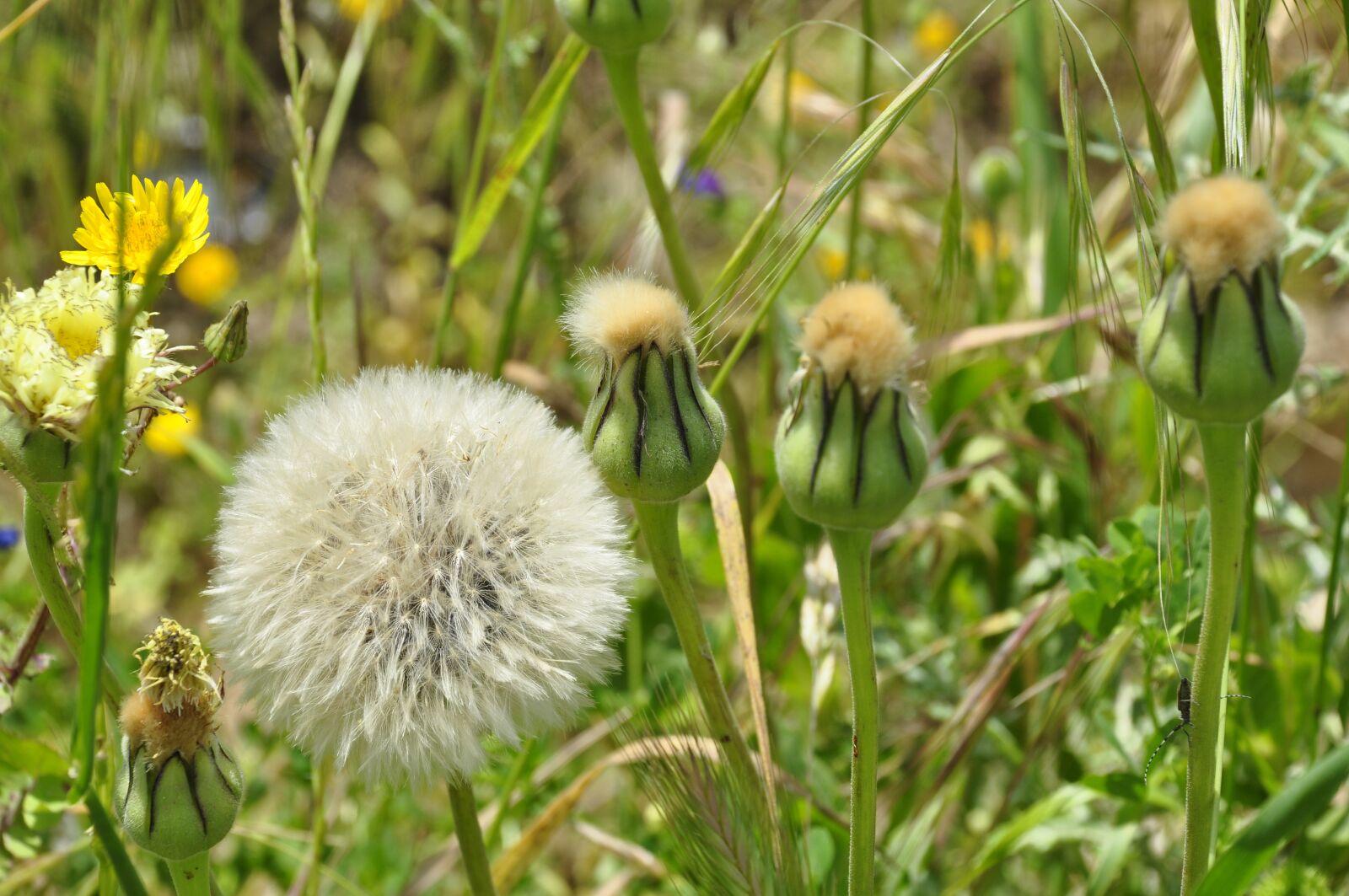 Nikon D90 sample photo. Plant, nature, white photography
