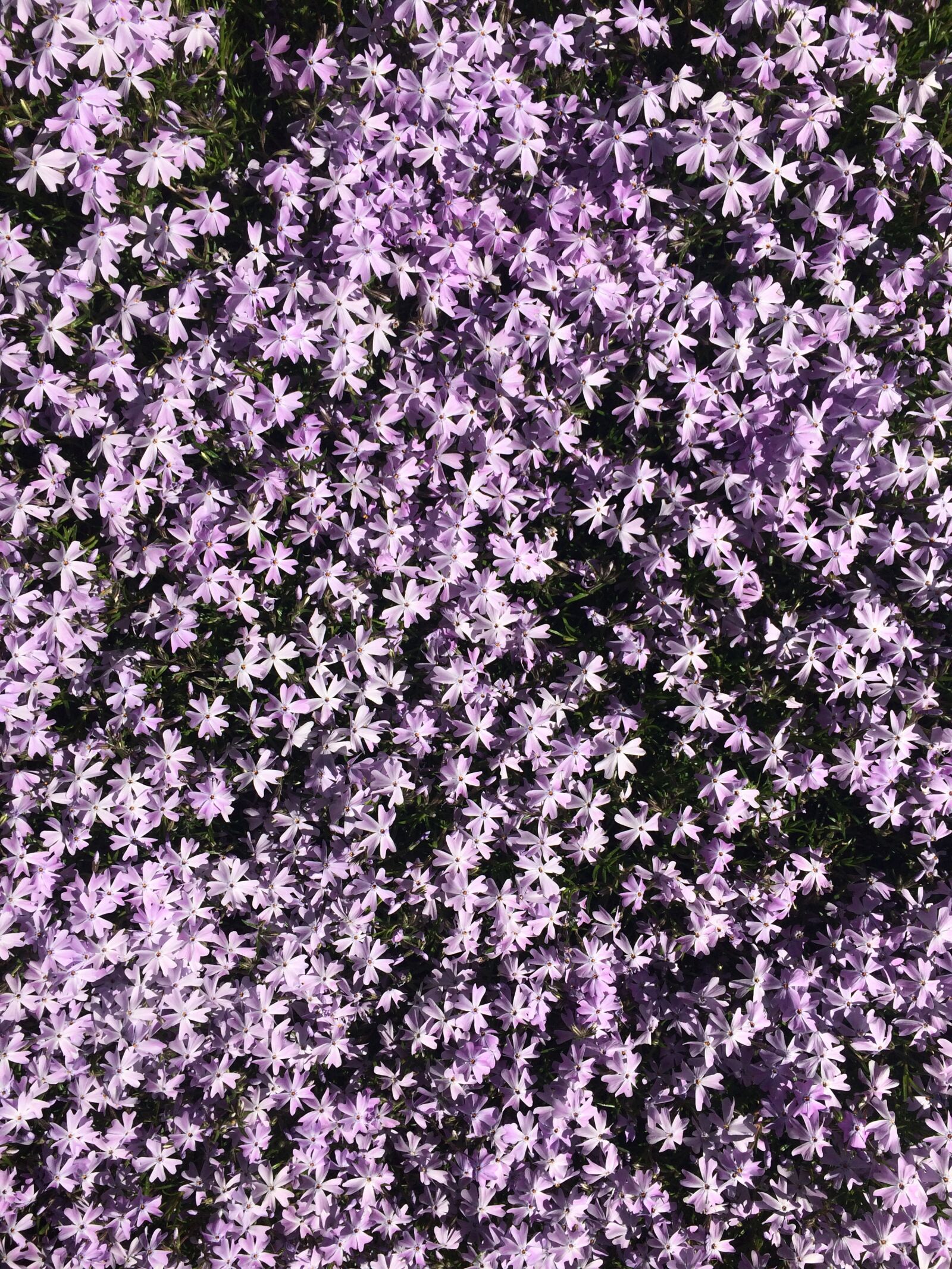Apple iPhone 5s sample photo. Flower carpet, spring, garden photography